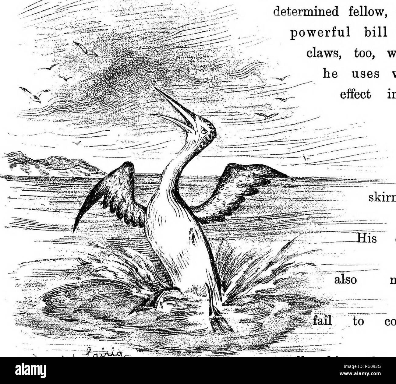 Une étude sur les oiseaux d’Iona et de Mull, axée sur les habitudes de nidification et les comportements territoriaux d’espèces telles que les Cestrels et les corbeaux à capuchon. Les observations comprennent l'interaction entre ces oiseaux et leur compétition pour les sites de nidification. Banque D'Images