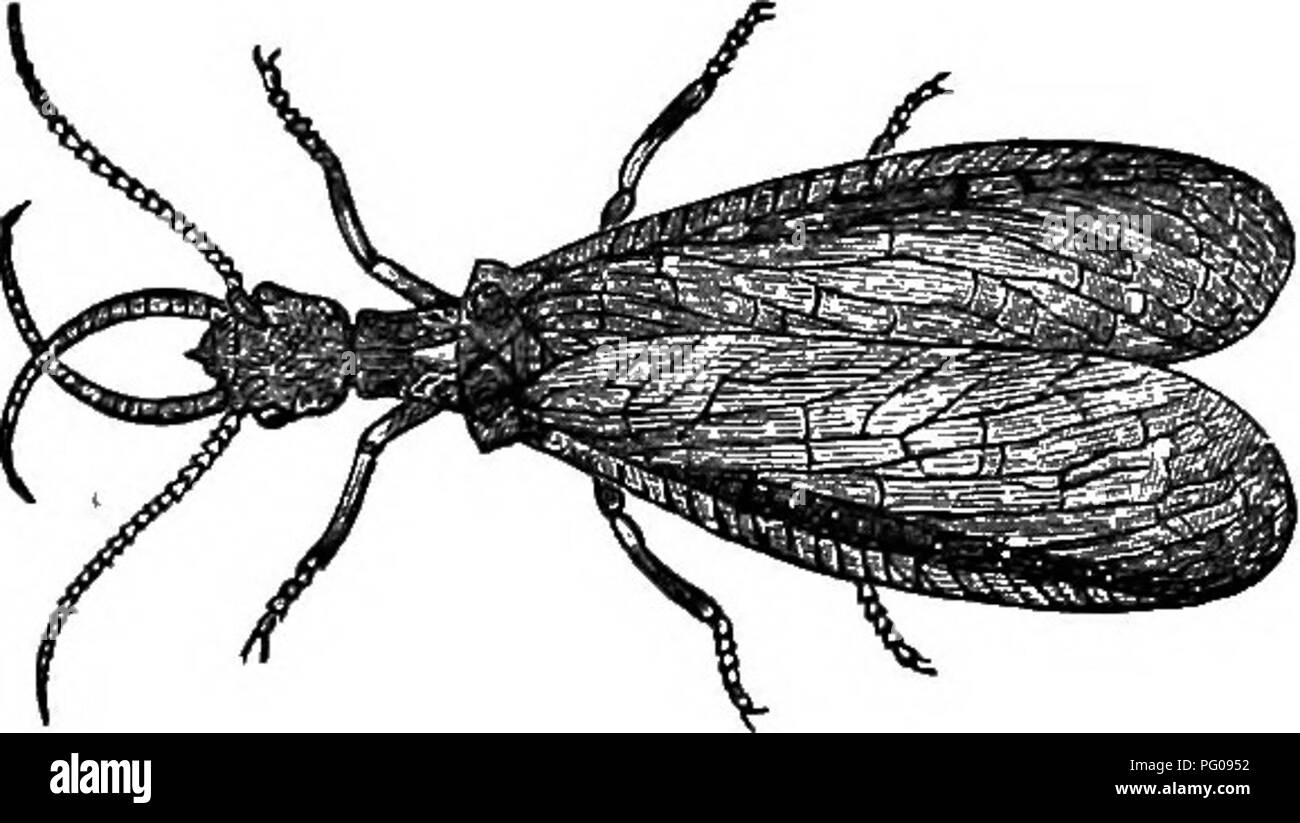 . Histoire naturelle des animaux. Contenant de brèves descriptions des animaux sur l'histoire naturelle de Tenney comprimés, mais complet sans les comprimés. Zoologie. AKTICULATES 178 : LES INSECTES.. Fig. 334. Fig. 335. Larve et l'insecte parfait de l'alouette Corydalis, la moitié de la taille naturelle. Les ailes de la dentelle, OU ANT-LIONS. L'Ant-Lion est ainsi appelé parce que, dans l'état larvaire, il se nourrit de fourmis et autres insectes, qu'il fixe de la façon suivante : il est un écueil, ou cavité,. Veuillez noter que ces images sont extraites de la page numérisée des images qui peuvent avoir été retouchées numériquement pour plus de lisibilité - Banque D'Images