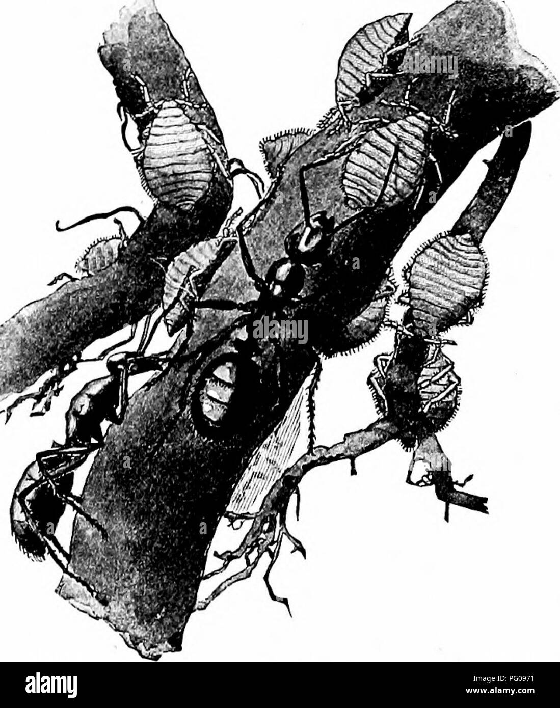 Cette histoire explore les relations complexes entre les fourmis et les pucerons, montrant comment les fourmis élèvent des pucerons pour leur miellat. Il donne un aperçu de la coopération animale, soulignant les avantages mutuels entre les fourmis et les pucerons, et le rôle des fourmis dans le soin des colonies de pucerons. Banque D'Images