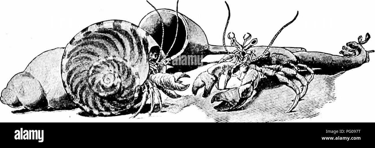 Petit Moche Banque D Images Noir Et Blanc Alamy