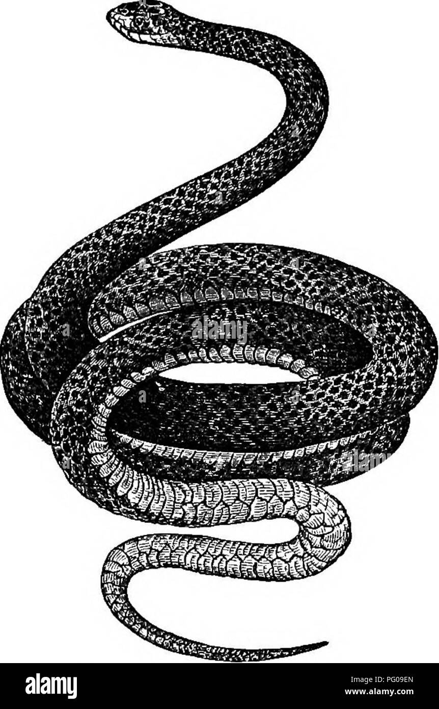 Cette entrée fournit un aperçu des serpents, ou serpents, détaillant leurs caractéristiques, telles que de longues languettes pouvant être rétractées, et leur méthode de retenue des proies. Il note les plus de 1 000 espèces dans le monde, avec plus de 100 types trouvés en Amérique du Nord. Les serpents perdent leur peau chaque année et la plupart pondent des œufs. Banque D'Images