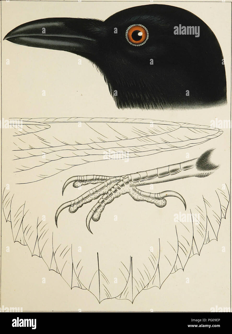 . Les oiseaux. Recueillies des extraits de C. 10 des rapports d'explorations et d'enquêtes, pour s'assurer de la plus pratique et économique pour un chemin de fer de la rivière Mississippi à l'océan Pacifique. Les oiseaux. USPR RExp 8c 35 enquêtes parallèles* Plaque ds XX. Veuillez noter que ces images sont extraites de la page numérisée des images qui peuvent avoir été retouchées numériquement pour plus de lisibilité - coloration et l'aspect de ces illustrations ne peut pas parfaitement ressembler à l'œuvre originale.. Baird, Spencer Fullerton, 1823-1887 ; Heermann, Adolphus L ; Kennerly, Caleb Burwell Rowan, d. 1861. [N. p. , 19-- ?] Banque D'Images