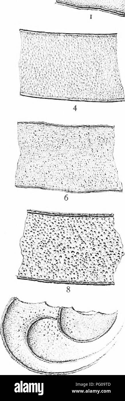 . Les Britanniques Charophyta. Characeae. 910 DÉCORATION D'UNE DES MEMBRANES. Il. II.- tlel W... Veuillez noter que ces images sont extraites de la page numérisée des images qui peuvent avoir été retouchées numériquement pour plus de lisibilité - coloration et l'aspect de ces illustrations ne peut pas parfaitement ressembler à l'œuvre originale.. Groves, James ; Bullock-Webster, George Russell, 1858- coauteur. Londres, la Ray Society Banque D'Images