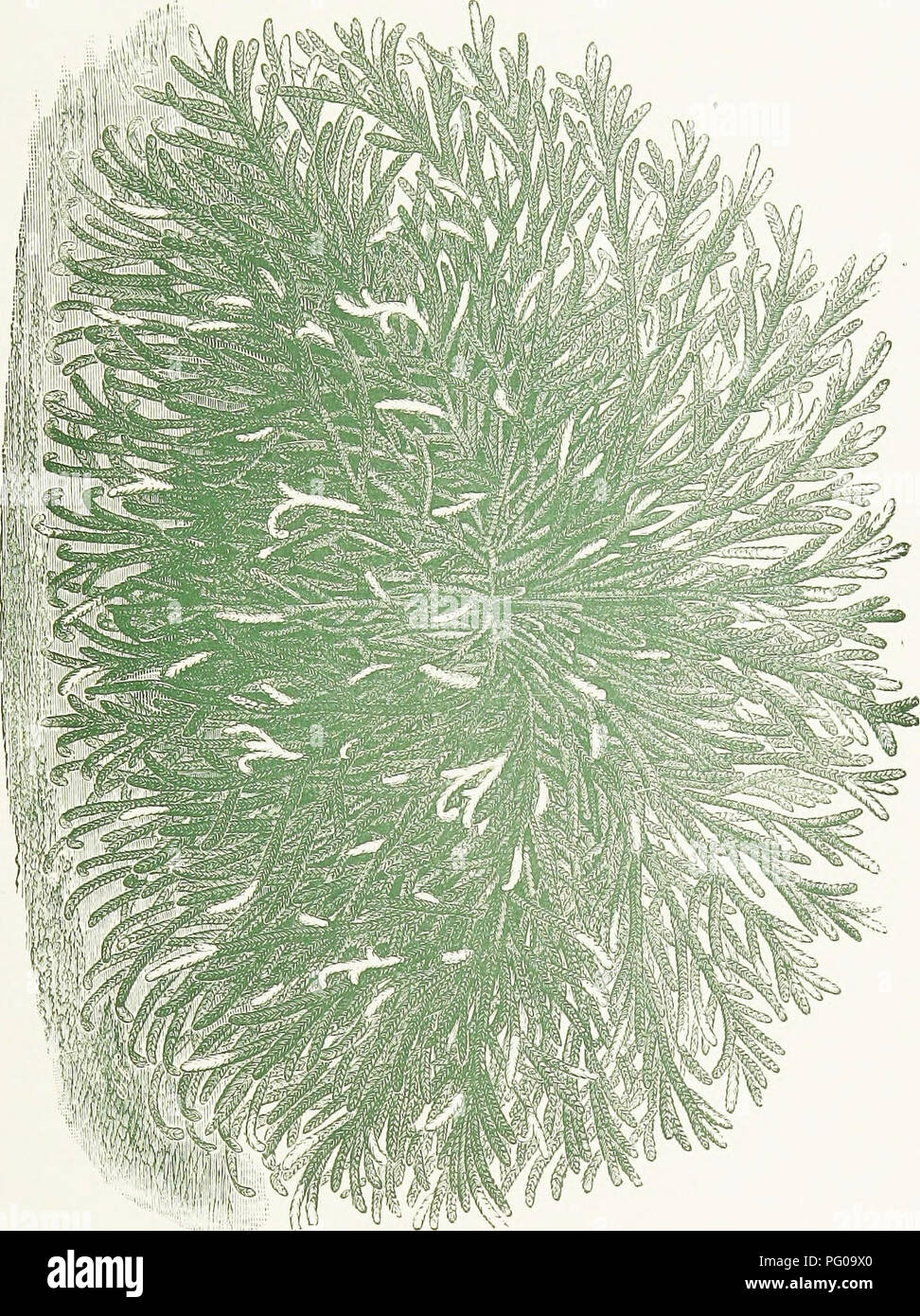 . Le livre de choix de fougères : pour le jardin, véranda, et cuisinière : décrire et donner des orientations culturelles explicites pour le meilleur et le plus frappant de fougères et selaginellas en culture. Illustrés par des plaques de couleur et de nombreuses gravures sur bois, préparés spécialement pour ce travail . Fougères ; Fougères. Co 5" 3'. Veuillez noter que ces images sont extraites de la page numérisée des images qui peuvent avoir été retouchées numériquement pour plus de lisibilité - coloration et l'aspect de ces illustrations ne peut pas parfaitement ressembler à l'œuvre originale.. Schneider, George. Londres : Gill Banque D'Images