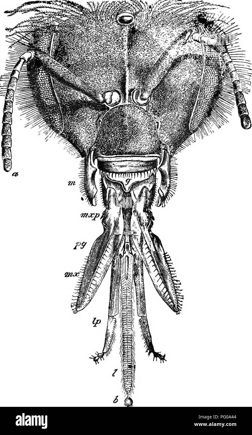 . L'apiculture pratique. Les abeilles. L'apiculture pratique. Fig. 2-^la tête. et la langue de l'Apiculture (amplifié 16 fois.), une antenne, ou la jauge d' ; m, de la mandibule, ou extra-mâchoire ; g, gomme, ou ; epipharynx palpus mxp, maxillaire ; pg, paraglossa ; mx, maxillaire, ou intérieur jaiw ; Ip, palpus labial ; 1, ligula. (De Cheshire par courtoisie de L. Upcott Gill, Londres.). Veuillez noter que ces images sont extraites de la page numérisée des images qui peuvent avoir été retouchées numériquement pour plus de lisibilité - coloration et l'aspect de ces illustrations ne peut pas parfaitement ressembler à l'œuvre originale.. Benton, Ralph. Bozeman, Montana Banque D'Images