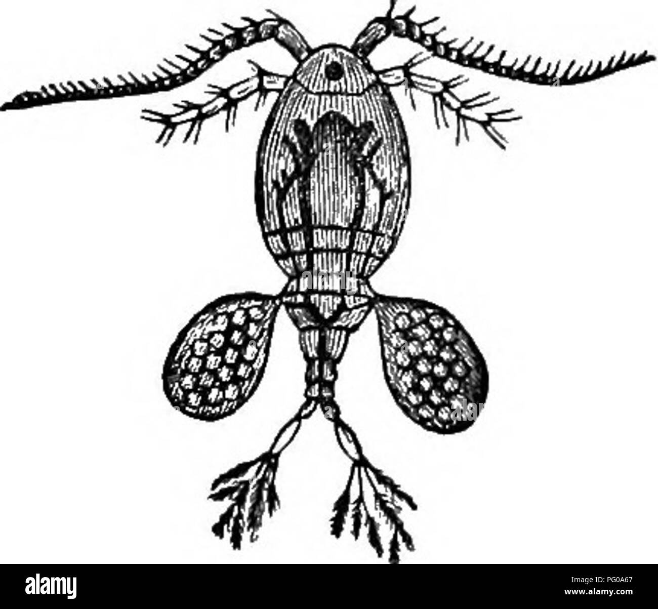 . Activités des animaux ; un premier livre au zoo ?logie. Zoologie ; le comportement animal. Fig. 96. {Dafhnia les puces d'eau pulex).. Veuillez noter que ces images sont extraites de la page numérisée des images qui peuvent avoir été retouchées numériquement pour plus de lisibilité - coloration et l'aspect de ces illustrations ne peut pas parfaitement ressembler à l'œuvre originale.. Français, Nathaniel Stowers, 1854-. New York [etc. etc. ] Longmans, Green and Co Banque D'Images