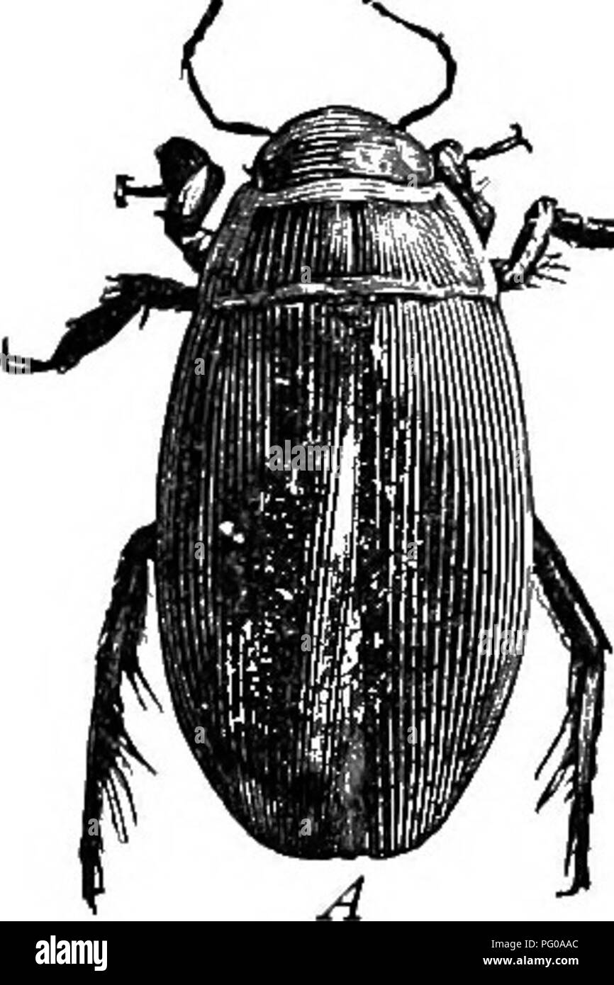 . Activités des animaux ; un premier livre au zoo ?logie. Zoologie ; le comportement animal. Fig. 72.-un batelier à l'eau. .^ ^ ; dans l'eau, tout en volant. et tous les chants, laisse ses oeufs, parfois deux ou trois cents en nombre, collées ensemble dans une sorte de radeau qui flotte sur l'eau (Fig. 75). Dans quelques jours le petit larvse ouvrir le dessous des oeufs 'Jh^. Veuillez noter que ces images sont extraites de la page numérisée des images qui peuvent avoir été retouchées numériquement pour plus de lisibilité - coloration et l'aspect de ces illustrations ne peut pas parfaitement ressembler à l'œuvre originale.. Français, Nathaniel Stowers Banque D'Images