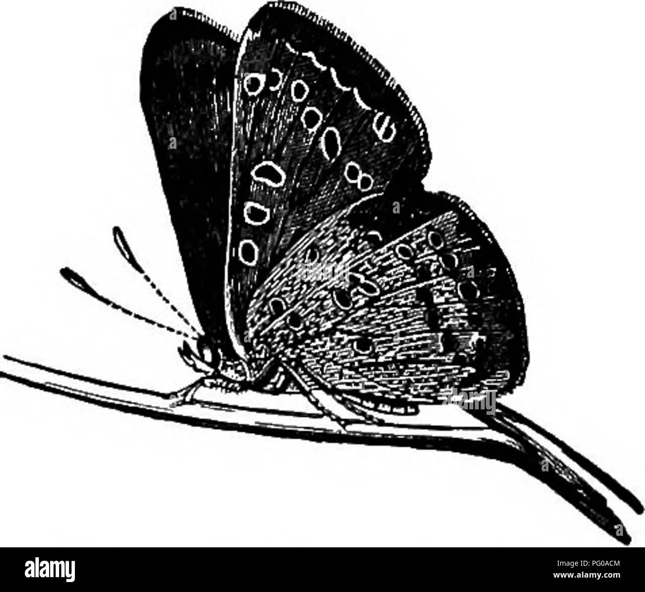 . Activités des animaux ; un premier livre en zooÌlogy. Zoologie ; le comportement animal. Fig. s6a.âMoth au repos. Fig. ÂButterfly^.56 au repos. il a été parlé de la "survie du plus fort". Dans ce cas, le " plus fort " est la personne la mieux adaptée à son environnement et mieux protégée dans tous les sens. En ces jours, l'élève d'animaux ou de plantes est con- sur la montre constamment pour de nouvelles illustrations de l'adaptation à l'environnement de la part des organismes vivants. Questions, je. Comment faire différer de papillons papillons dans la structure et dans les habitudes .â " 2. Quelles sont les différences entre le co Banque D'Images