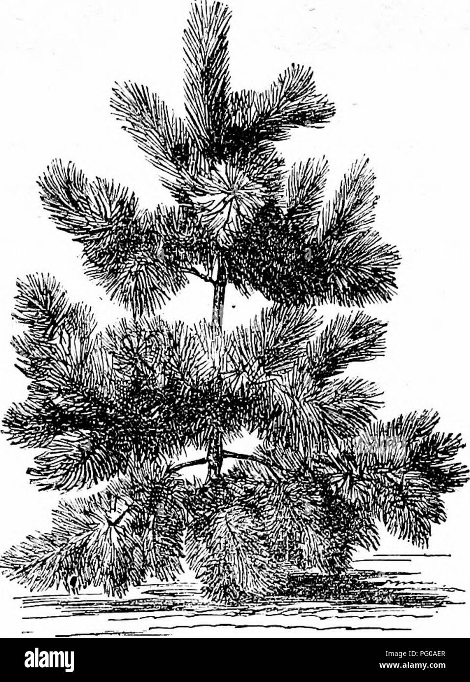 . Populaires de feuillus et de conifères et d'arbustes, à la plantation dans les parcs, jardins, cimetières, etc., etc.. Arbres arbustes conifères ; ;. ELLIOTT pelouse et arbres d'Ombrage. Avec une description complète de toutes les variétés populaires de feuillus et de conifères et d'arbustes, d'usine- ment dans les parcs, les cimetières, et d'un parc privé, y compris ceux d'introduction tardive.. Â Illustré par plus de soixante gravures fines des arbres et arbustes. Ce travail doit être dans les mains de chaque homme qui plante un arbre pour l'ornement. Lié dans clotL avec élégance : 1,50 $, envoyés par mail, post-payé. WOODWAKD Publislier, F. W., 37 P Banque D'Images