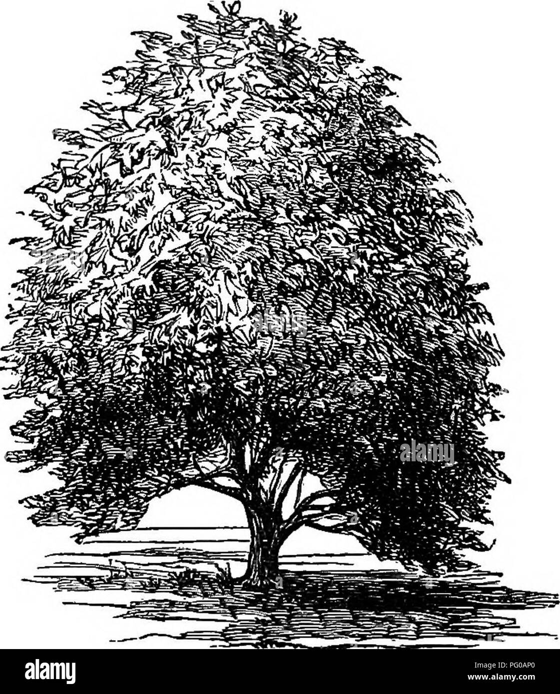 . Populaires de feuillus et de conifères et d'arbustes, à la plantation dans les parcs, jardins, cimetières, etc., etc.. Arbres arbustes conifères ; ;. 34 : pelouse et arbres BHADE. d'amende, avec l'ajout de l'épanouissement et la maturation d'un long moment â de suite, c'est le meilleur à l'autre. Un riche, profond, argileux, l'UEO- drainé est la mieux adaptée à l'arbre ; et lorsque possible, un poste à l'abri des vents seyere ainsi que d'un des soleils en hiver, le sida matériellement dans sa hardiesse et de la productivité. Dans nos États du Nord il ne peut pas être conseillé sur la rue ou le parc de l'ensemencement, mais dans le sud, et les États du milieu Banque D'Images