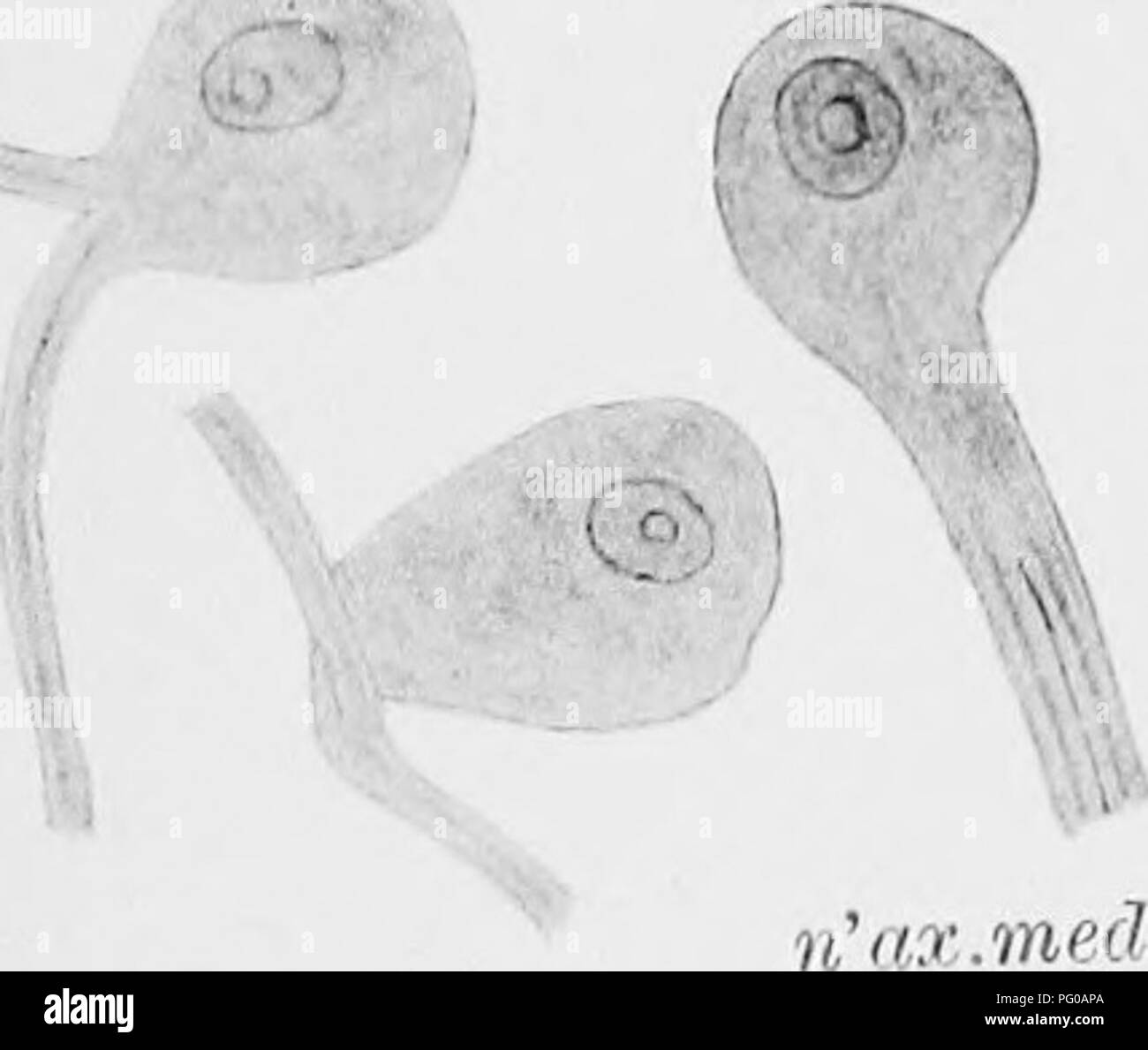 . Le développement de l'nerf oculomoteur, le ganglion ciliaire, et l'abducent nerf dans le poussin. Nerf optique ; système nerveux sympathique ; oiseaux ; la volaille. . Carpentep Oculomotop Nehve-.en Chici- : . Planche 2. rm.mn.rl.d. V.I'J pv. cLgn.cU.. cl.gii- 111.- cl.comit Iiiw ul.UN V ?' n'ax- el.comit'.'^ / Se;S ? V : cl.comit. cl.comit.. Veuillez noter que ces images sont extraites de la page numérisée des images qui peuvent avoir été retouchées numériquement pour plus de lisibilité - coloration et l'aspect de ces illustrations ne peut pas parfaitement ressembler à l'œuvre originale.. Carpenter, Frederick Walton. Cambridge, Massachusetts , Banque D'Images