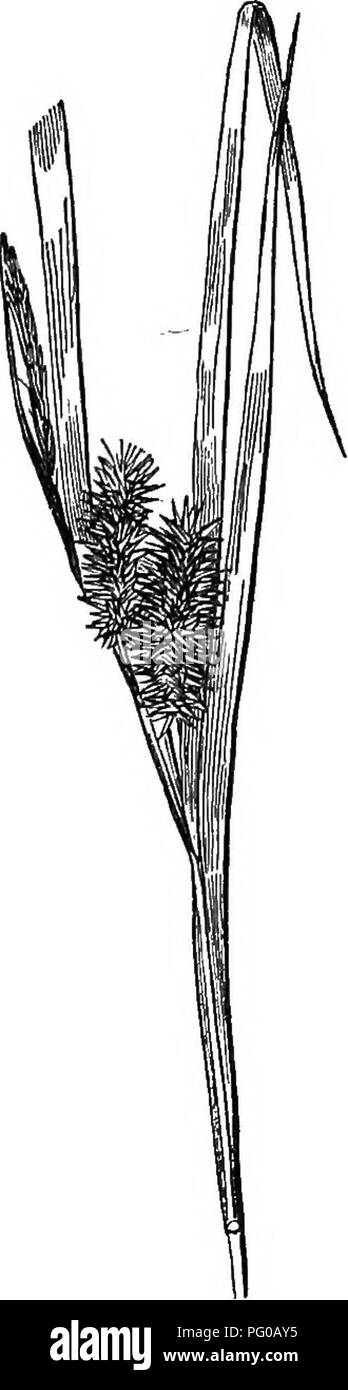 . La classe d'analyse-livre de botanique : conçu pour les académies et les étudiants. Les plantes. Fig. 88. Fig. 89. De très nombreuses commandes de céréales secondaires et les marécages lieux gri thronghont le monde, mais plus abondamment dans le refroidisseur j-lifce plantes sans importance, de plus en plus humide, mais vorld abondamment dans les portions du refroidisseur. Ils sont appliqués à très peu d'utilisations, en dépit de leur abondance, 17. Fig. 40. CXL-Grramineae Ordre.. Herbes vivaces à racines fibreuses, rarement découlant d bulbsi annuel ou biennal parfois. CyUndrical fista d'anthracite, habituellement-. Veuillez noter que ces images sont extraites de la page numérisée Banque D'Images