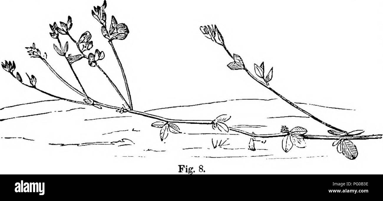 . La classe d'analyse-livre de botanique : conçu pour les académies et les étudiants. Les plantes. forage. 9. Plus de perte ou les feuilles de l'astringent tribu- hydrocyani Pêche contiennent de l'acide dans certaines espèces, en quantités susceptibles de les rendre dangereux ; tlio feuilles de l'un d'entre eux, une espèce méridionale cf cerise sauvage, souvent détruire le bétail qui s'en nourrissent, la racine de l'Water-Avcns astrinsent « est. et est parfois préparé comme un substitut pour le chocolat, et celle de Gillenia (Indian P/iyeic), a des propriétés émétiques, et à petites doses est tonique. XLV. Commande-Calycanthaceae. Arbustes, tiges, un carré avec Banque D'Images