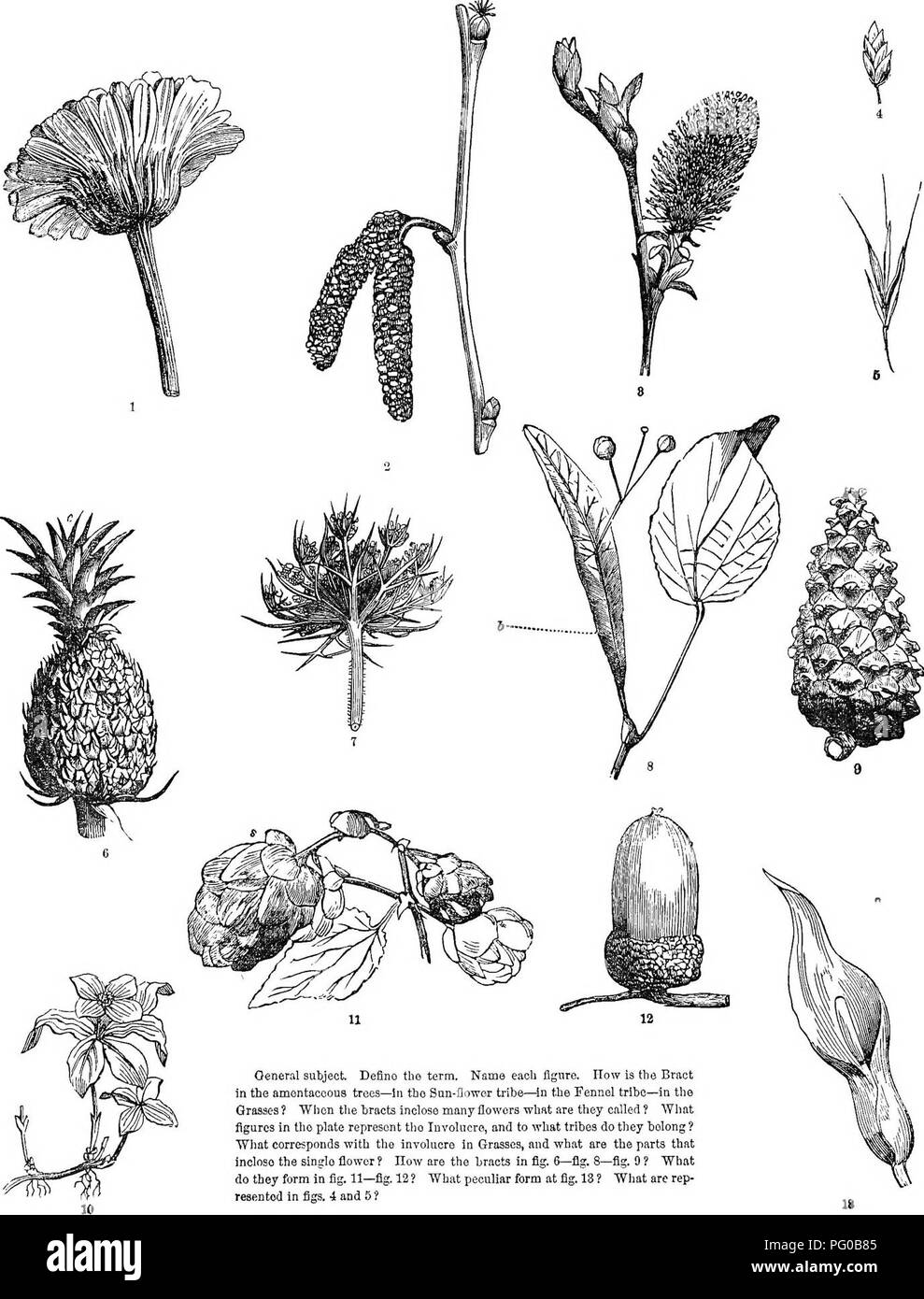 . La classe d'analyse-livre de botanique : conçu pour les académies et les étudiants. Les plantes. 62 ÊTRE AC TS, la plaque XIX.. L'objet général Deflno le terme. Nom chaque figure. La bractée est combien y a-t-il dans l'amentaceous-arbres dans la tribu San-fleur-de-^ tribu de fenouil dans les herbes ? Quand infermeture^ bractées de fleurs que sont-ils appelés ? Les chiffres dans la plaque Whnt représentent l'involucre, et à ce qu'ils font partie des tribus ne ? "Ce qui correspond à l'involucre en herbes, et quelles sont les pièces qui infermeture la seule fleur ? Comment sont les bractées de la fig. 6-Fig. 8-Fig. 9 ? "Qu'est-ce qu'ils forment dans fi Banque D'Images