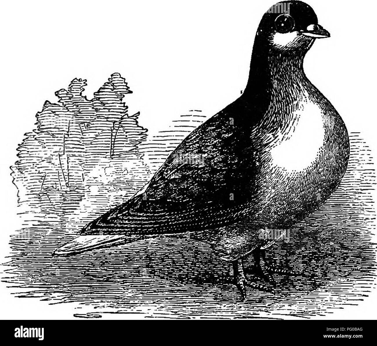 Cette section du Practical Pigeon Keeper traite des pigeons de fantaisie indiens, en se concentrant sur la race Lahore. Les oiseaux se caractérisent par leurs grands corps redosés et leurs pattes courtes et propres. Le pigeon de Lahore est une race importante dans l'histoire de l'élevage de pigeons et a influencé les porteurs anglais modernes. Banque D'Images
