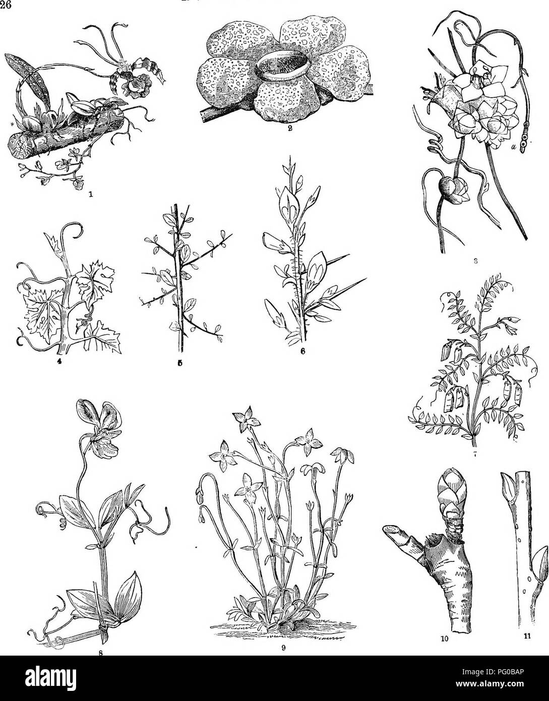 . La classe d'analyse-livre de botanique : conçu pour les académies et les étudiants. Les plantes. E OOTS ET TIGES Plate VII. -L. "T. "". 19 "ni^fino ses deux sortes de racine. lequel de ceux ne la tige principale deyeiopei Comment sont les tranches aux fig. 9 ?. Veuillez noter que ces images sont extraites de la page numérisée des images qui peuvent avoir été retouchées numériquement pour plus de lisibilité - coloration et l'aspect de ces illustrations ne peut pas parfaitement ressembler à l'œuvre originale.. Green, Frances H. (Frances Harriet), 1805-1878 ; Congdon, Joseph W ; Vert, Frances H. (Frances Harriet), 1805-1878. Éléments de vege Banque D'Images