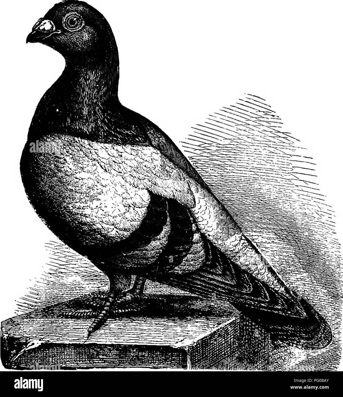 Ce guide sur l'élevage de pigeons se concentre sur le soin et l'élevage de différentes races de pigeons. Il comprend des descriptions détaillées des traits physiques des pigeons, y compris le buste bleu commun, et discute de leur comportement et de leur signification historique en tant qu'oiseaux ornementaux et fantaisistes. Le livre explore également l'histoire de l'élevage de pigeons et sa pertinence culturelle. Banque D'Images