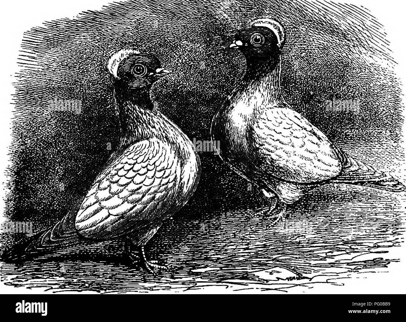 . Le pigeon pratique keeper. Les pigeons. Des religieuses. 191 moniales ont la tête en forme de perle et yeux d'un agréable- face Tumbler, moyennes de caisse, et nettoyer les jambes. Ils ont un l'Euém crest comme celle de la trompettiste, mais à peine si grande, qui devrait se présenter comme ujiright et propre que possible, et venez au moins aussi bas que l'oeil. Cette crête doit être blanc, comme l'arrière du cou, mais immédiatement de son. NUH3. à la base, la tête doit être coioured, la couleur s'avancer dans une belle courbe à l'avant du cou, comme dans la gravure. La salle de remise en forme du nom est très évident. L'ensemble du corps est whit Banque D'Images