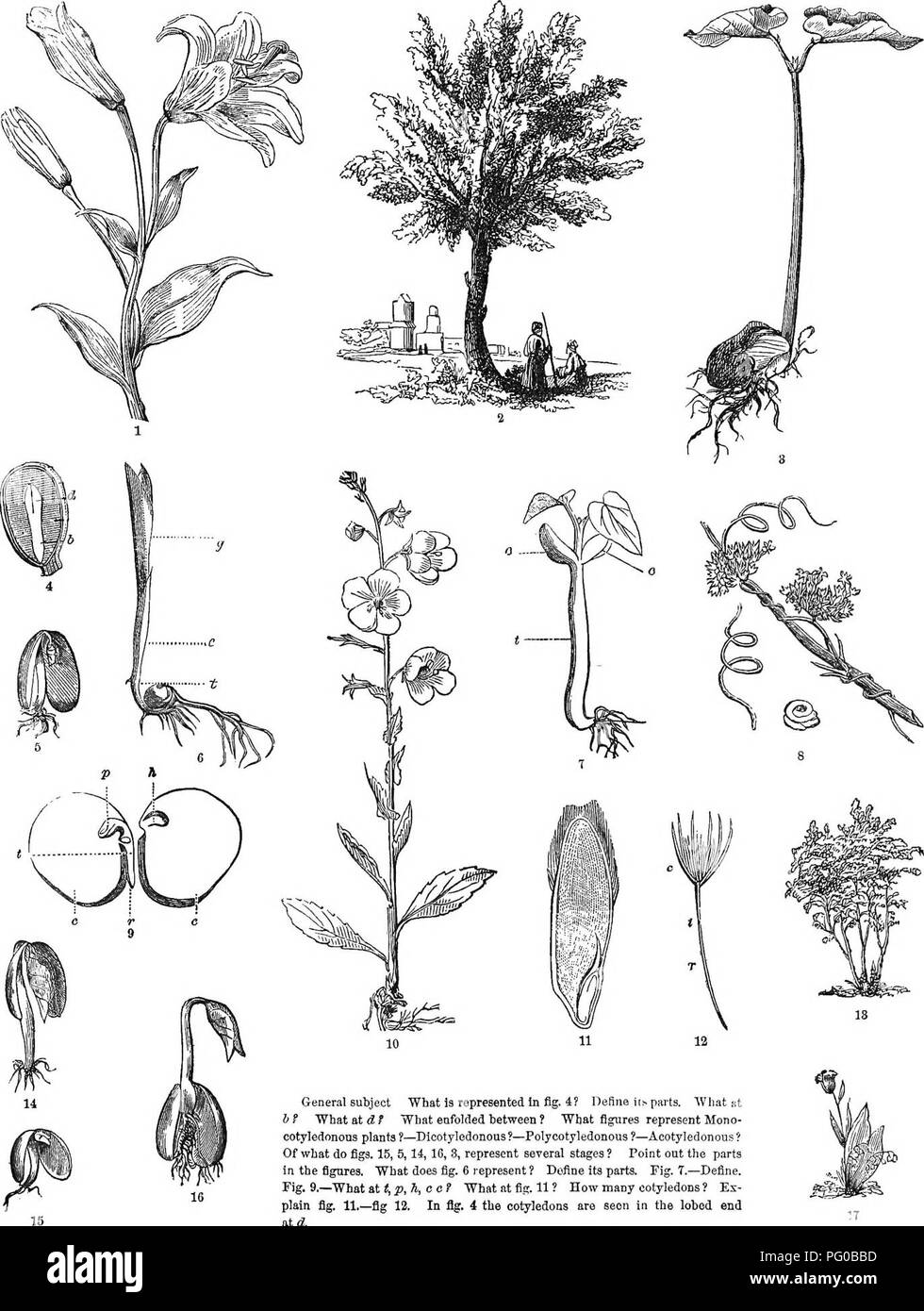 . La classe d'analyse-livre de botanique : conçu pour les académies et les étudiants. Les plantes. Le COTYLEDOJ^ plaque c. S-G ERMINATION. 21. Thème général "Ce qui est représenté à la fig. 4 ? Le définir.s pièces. "Quel bon h ? Ce qu'à ce qu'eafolded ^ f "entre ? Ce que les chiffres représentent les plantes mono- cotyledonous ?-Polycotyledonous ?-dicotylédone ?-Acotyledonous ? Est-ce que de figues. 15, 5, 14, 16, 3, représentent plusieurs étapes ? Signaler les pièces dans les chiffres. Qu'est-ce que la fig. 6 représentent ? Définir ses parties. Fig. T.-définir. Fig. 9.-ce qu'un.tt,p,cc ? Ce qu'à la fig. 11 ? Combien de cotylédons ? Ex- simple Banque D'Images