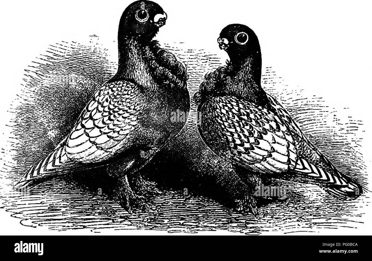 Cet extrait de *The Practical Pigeon Keeper* décrit les pratiques d’élevage de diverses races de pigeons, en se concentrant sur la variété Blondinette. Pour préserver leur apparence, ces pigeons doivent être élevés de manière sélective pour les motifs de couleur, en prêtant attention aux marques et aux caractéristiques des plumes. Banque D'Images
