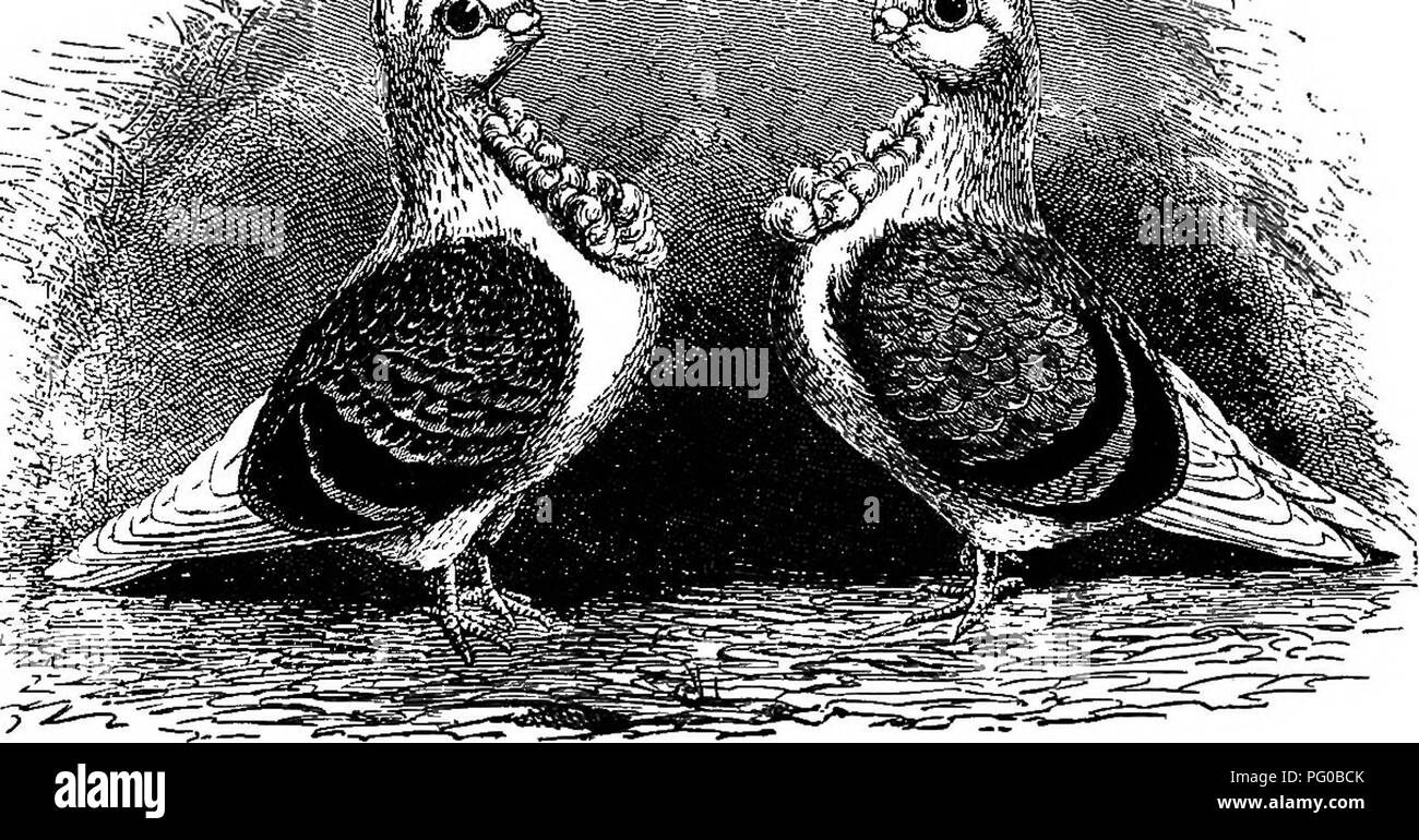 . Le pigeon pratique keeper. Les pigeons. Anglais FOEEIGN ET hiboux. ^»^ii o :. Shell-crested BLDE-CHEqoEK. PiAKCBESIETD TUEBITS BLUB,.. Veuillez noter que ces images sont extraites de la page numérisée des images qui peuvent avoir été retouchées numériquement pour plus de lisibilité - coloration et l'aspect de ces illustrations ne peut pas parfaitement ressembler à l'œuvre originale.. Wright, Lewis, 1838-1905. Londres, Cassell &AMP, le nom de l'entreprise Banque D'Images
