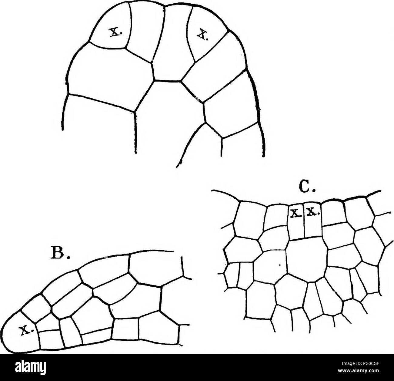 . La structure et le développement de mousses et de fougères (Archegoniatae). La morphologie des plantes, mousses, fougères. 350 mousses et fougères CHAP. Le prothallia Osmundacese forme souvent des bourgeons adventifs, Hke beaucoup celles de l'Marattiacese. Ce prothallia secondaires (Fig. 194, B) proviennent généralement de la marge, mais peut être produit à partir de la face ventrale. Une cellule apicale est habituellement établi au début, et la croissance subséquente est étroitement, comme celui du principal. A.. Fig. 193.-A, de l'apex d'un jeune prothalle de O. Claytoniana, avec deux initiales similaires,;r, X, X560 ; B, section longitudinale d'une advan Banque D'Images