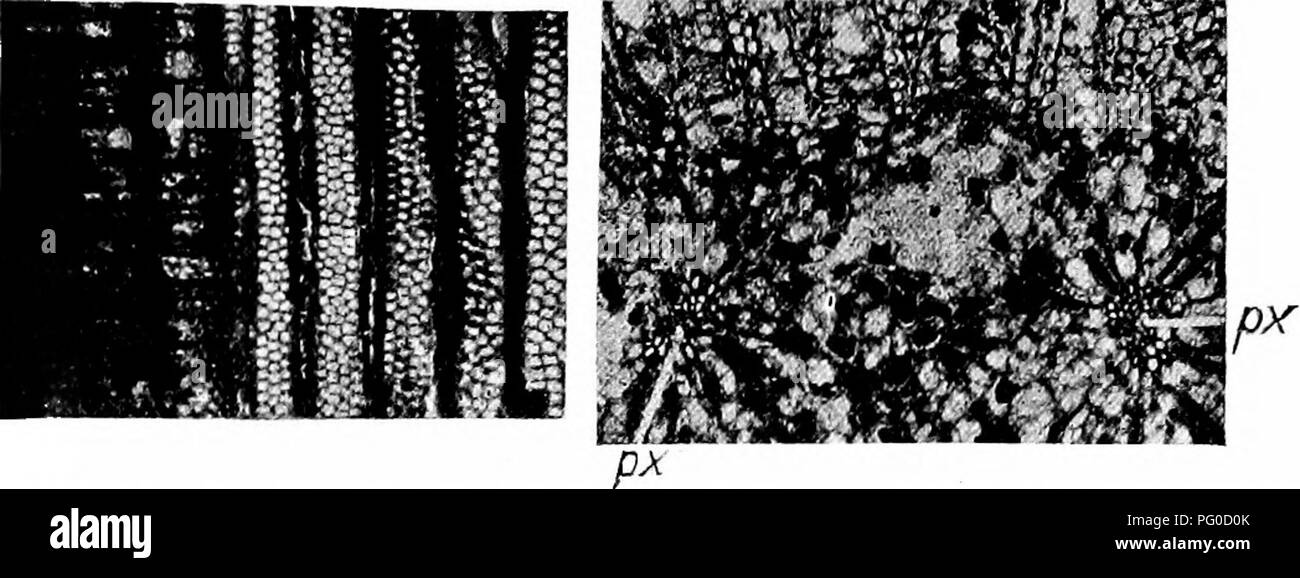 . Plantes fossiles : pour les étudiants de la botanique et de la géologie . La paléobotanique. xxxiv] 287 PITYS phloème, est soulevée par le fait que les principaux volets sont composés exclusivement de xylème et sont dans la plupart des cas séparés de la bois secondaire par plusieurs cellules parenchymateuses. Scott est favorable à l'idée selon laquelle l'origine du phloème primaire à une certaine distance de l'xylème primaire, le cambium en formation plus près de le phloème, un arrangement à l'étranger dernières gymnospermes. C'est peut-être concevable que la principale réalisation volets inclus pas de véritable phloème.. Fig. 487. Pitya antiqua. Une section radiale, de seconda Banque D'Images