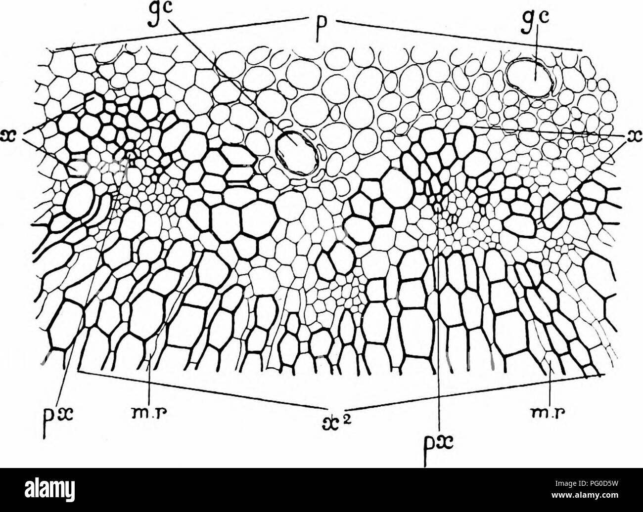 . Des études en botanique fossile . La paléobotanique. POROXYLEAE 505 qui, d'après les observations de MM. Bertrand et Renault, il n'y a pas de xylème primaire centrifuge dans le cas d'Poroxylon. C'est un point qui pourrait enrichir d'une autre enquête. Les éléments attenant à la spirale sont protoxylème scalariformes, tandis que le plus intérieur de la centri-. Fig. Poroxylon Edzuardsii 182.-. La section transversale de la tige, montrant deux xylème primaire -Volets, avec les tissus adjacents, p, la moelle ; gc, mucilage-canaux ; px, x ; protoxylème, xylème centripète primaire ; x-, le xylème secondaire ; m.2004 rayons médullaires. X 66 Banque D'Images