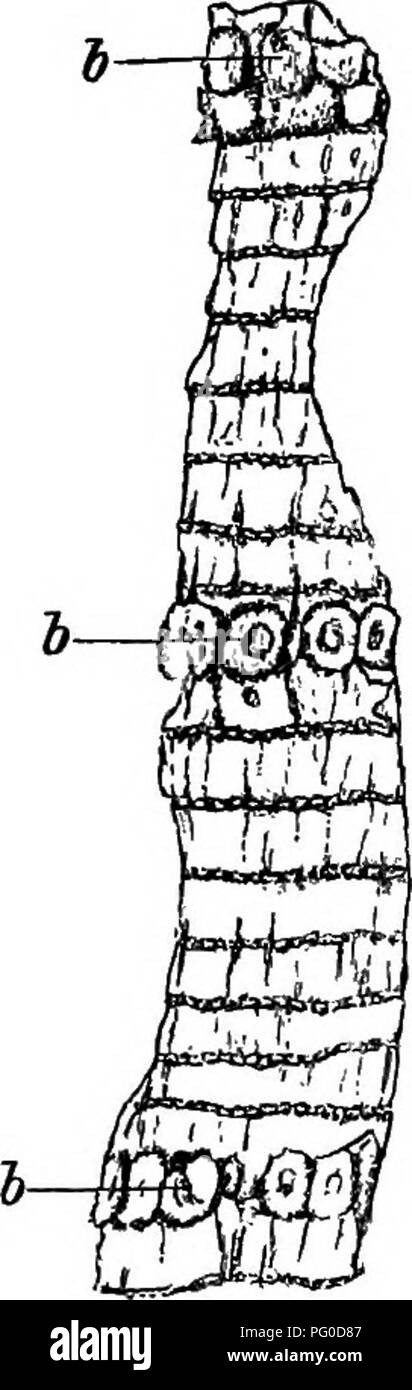 . Plantes fossiles : pour les étudiants de la botanique et de la géologie . La paléobotanique. 368 CALAMITES. [CH. Direction générale verticille est situé immédiatement au-dessus d'un noeud, et dans certaines formes cette ligne nodale poursuit un peu irrégulier de l'autre côté de la tige, à la suite de l'expose de la direction générale de plusieurs cicatrices à la surface de l'entre-nœuds est soit parfaitement lisse ou il est plus souvent traversé par de courtes crêtes longitu- dinal de rainures ou de fissures dans la représentant probablement l'écorce de la tige de vie ; ce sont indiqué par des lignes dans la fig. 99 et par elliptique allongée en crêtes fig. 101. Sur les jeunes tiges, les feuilles sont occ Banque D'Images