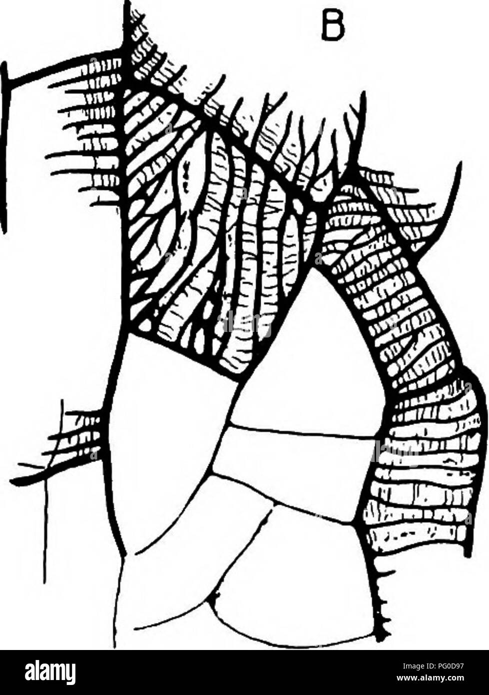 . Plantes fossiles : pour les étudiants de la botanique et de la géologie . La paléobotanique. Fig. 149. Lepidodendron vasculare, un immature, la trachée ; vi, méristème médullaire, ; M. Ray ; x, xylème. A. section longitudinale à travers le bord du bois secondaire. B. La trachée au centre de la stèle. (À partir d'un échantillon du Halifax lit dur dans Kidstou Dr's Collection.) diamètre de la trachée augmente progressivement et deviennent des cellules parenchymateuses associées aux éléments scalariformes allongées. Dans la région centrale de la stèle est composé de tissu parenchymateux disposés en série verticale de cellules courtes, interspe Banque D'Images