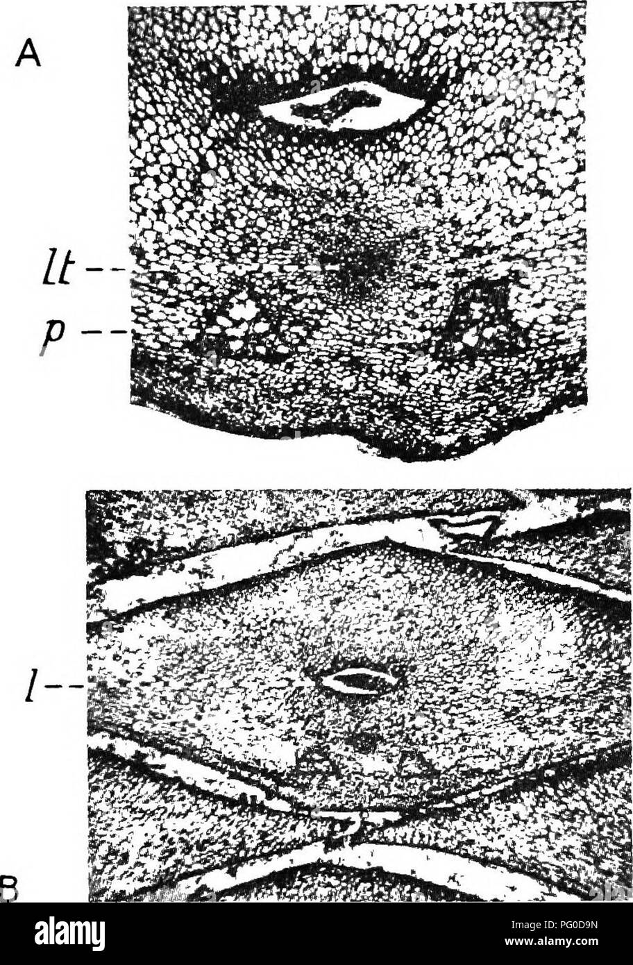 . Plantes fossiles : pour les étudiants de la botanique et de la géologie . La paléobotanique. 108 LYCOPODIALES [CH, a trouvé son chemin dans l'intérieur d'un coussin. Chaque feuille-trace est accompagné d'un parichnos strand comme dans le vrai Lepidodendron ; à la base de la feuille-amortir l'parichnos branches en 2 bras qui s'écartent légèrement à droite et gauche de la feuille-trace, enfin entre dans la base du limbe des feuilles comme deux volets latéraux (fig. 147, p). À un moment donné à la fig. 146, D l'article a rasé une feuille-trace représentée par une tache noire sur le parichnos au repos. Cochon. 147. Feuille d'Lepidophloios-coussin en se tangentielle Banque D'Images