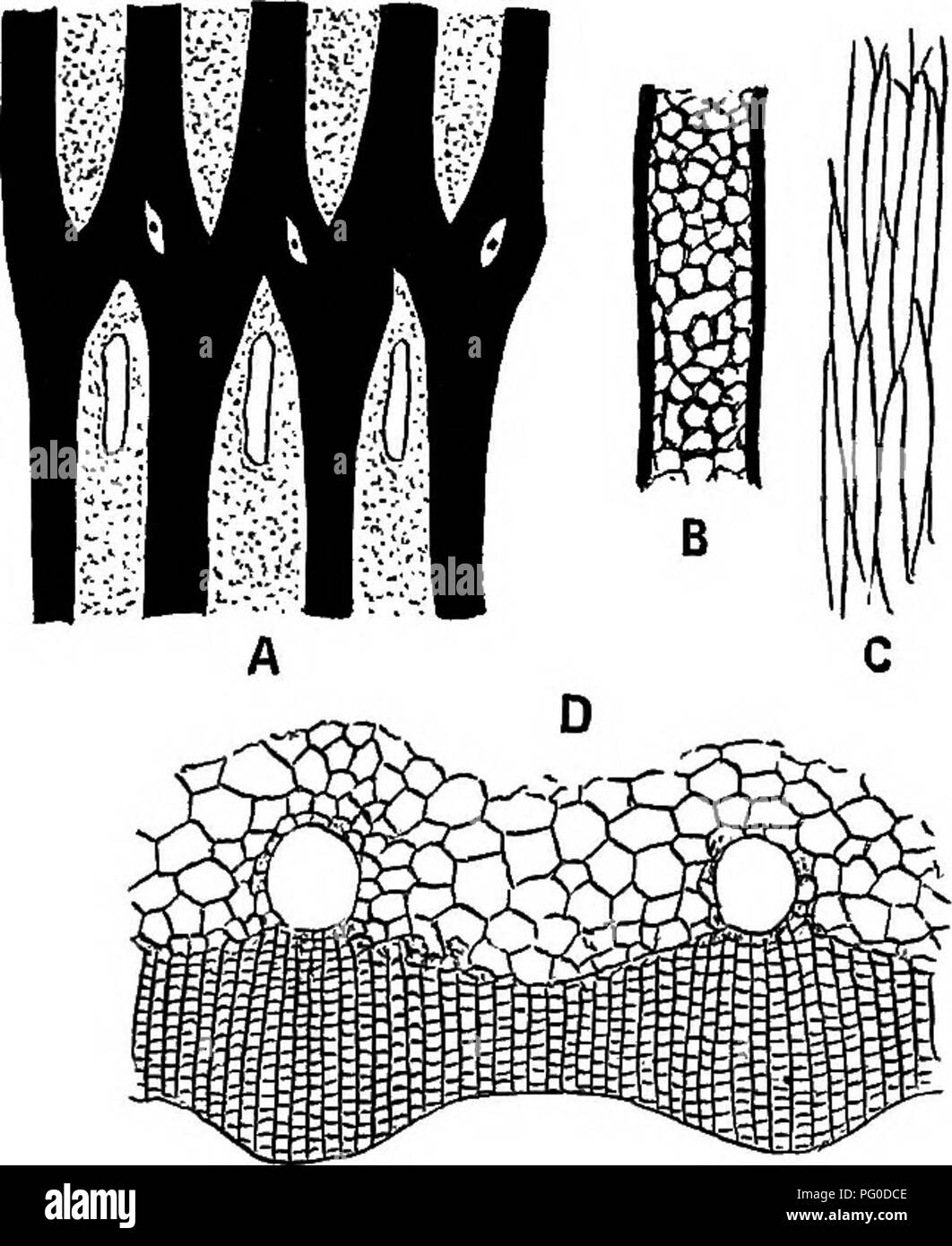 . Plantes fossiles : pour les étudiants de la botanique et de la géologie . La paléobotanique. X] ARTHROBENDRON. 327 la principale forme de rayons médullaires est vu dans la fig 83, G, et l'rebiculate piqûres sur la paroi radiale d'une trachéide est illustré. Cochon. 83. Calamites (Arthrodendron). A. La section tangentielle (diagramme) montrant le cours du sav- culière, brins de feuilles et des traces aussi infranodal canaux. B. d'une face radiale de trachéides. C. Éléments d'un Prosenchymatous rayons médullaires principal. D. La section transversale du bois. (Après Williamson.) n° 36 dans la collection Williamson. fig. 83, B. Fig. 83, un illustre l' Banque D'Images