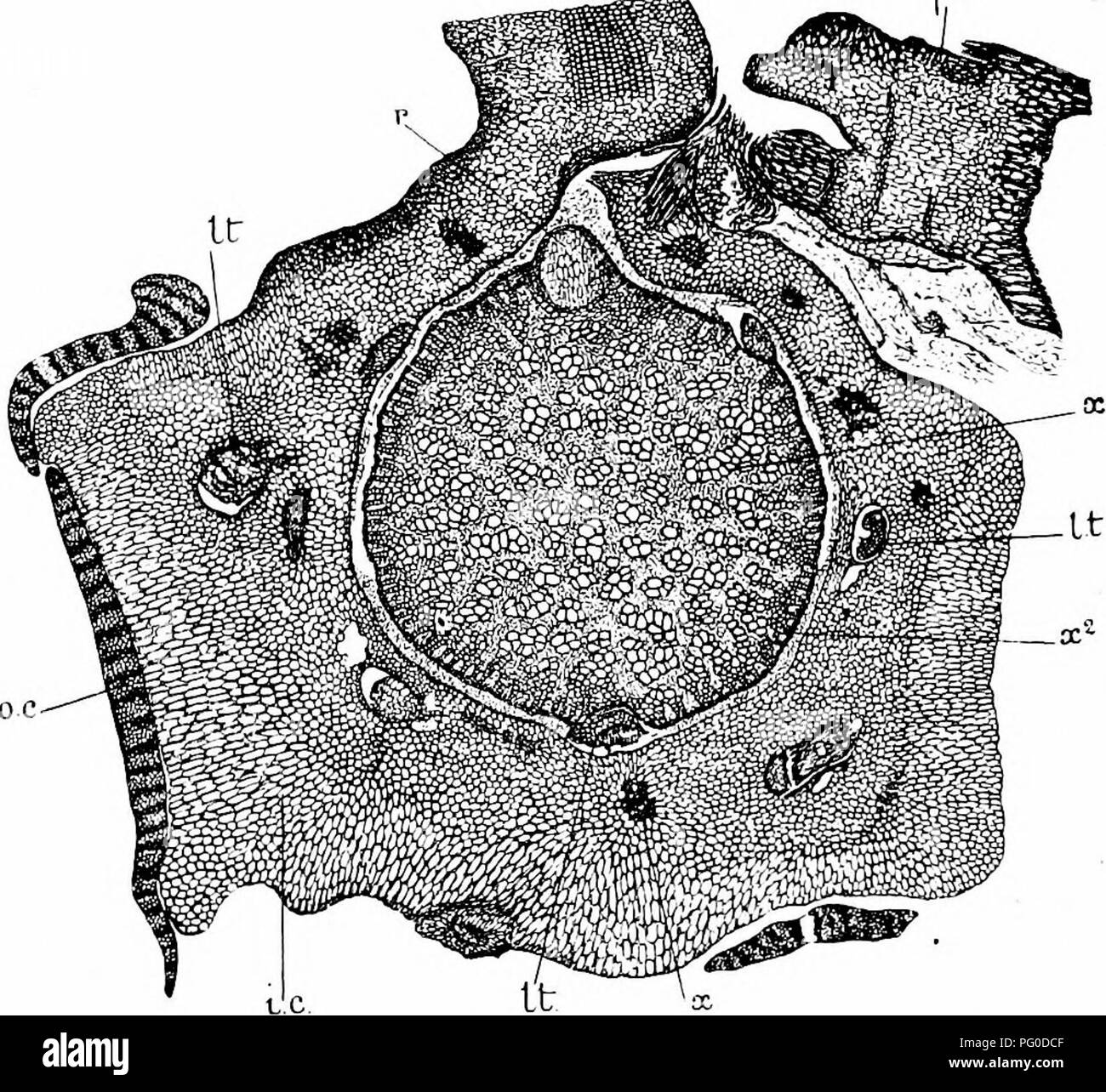 . Des études en botanique fossile . La paléobotanique. 4o4 DES ÉTUDES EN BOTANIQUE FOSSILE cylindre, d'où les traces de feuilles ont été dégagés. La stèle diffère cependant de celle de l'autre genre dans un point frappant ; dans l'ensemble de l'Heterangium intérieur de la stèle est occupé par le bois primaire. Fig. 155.-Heterangium Criez'ii. La section transversale de la tige. xt masse centrale de l'enseignement primaire, composé de bois et de parenchyme tracheides ; .r2, le bois de deuxième, début à la forme ; viennent ensuite le phloème et le péricycle ; j.c, cortex (x dans cette zone est un groupe sclérosé) ; Lt, traces de feuilles ; r, base d'une contamination accidentelle roo Banque D'Images
