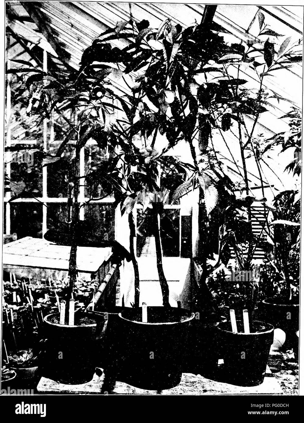 . La brûlure du châtaignier. La brûlure du châtaignier châtaignier ;. 149. Fig. 17. Les jeunes châtaigniers à la propager maisons inoculées avec le champignon de diverses façons. Une branche morte qui a été tué par l'annélation est indiqué sur l'extrême gauche.. Veuillez noter que ces images sont extraites de la page numérisée des images qui peuvent avoir été retouchées numériquement pour plus de lisibilité - coloration et l'aspect de ces illustrations ne peut pas parfaitement ressembler à l'œuvre originale.. 1906-1960 Banque D'Images