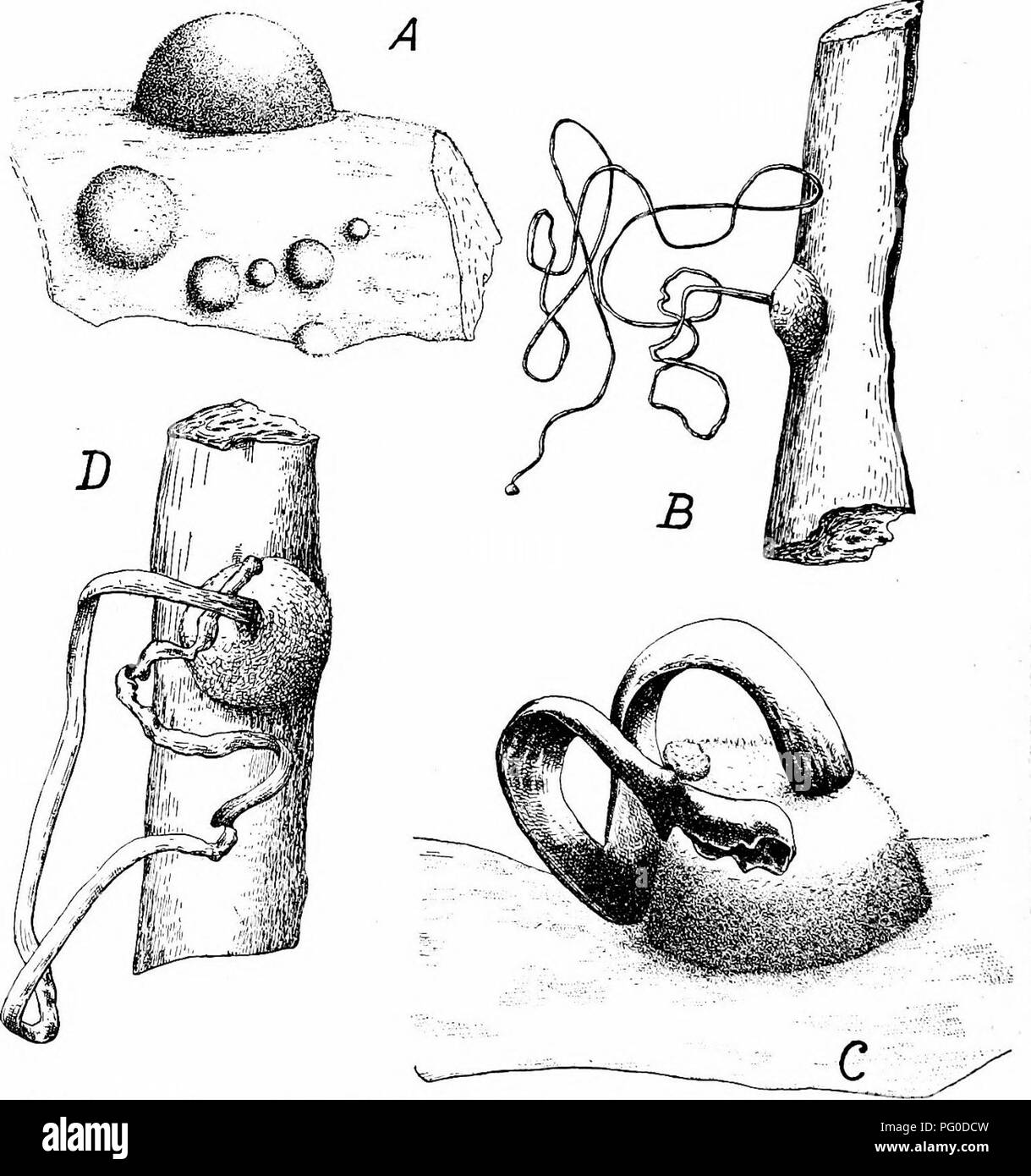 . La brûlure du châtaignier. La brûlure du châtaignier châtaignier ;. 148 de mycélium en croissance en Jiving arbres dans les maisons de multiplication a causé la mort de branches infectées et produit des fruits abondants dans la région de quatre à six semaines. Un ou deux de ces jeunes arbres semblaient être en mesure de résister à l'infection en tout, et quelques uns des arbres les plus âgés dans le jardin sont apparemment à l'abri, au moins lorsque la santé vigoureuse dans. Dans son effet sur l'hôte, ce champignon peut être classé avec le plus destructeur des parasites ; les pièces d'être attaqué et si essentiel. Imi. ;. i6, Fi-uiling masses de spores et des pustules de châtaignier, cultures â i6 4 Banque D'Images