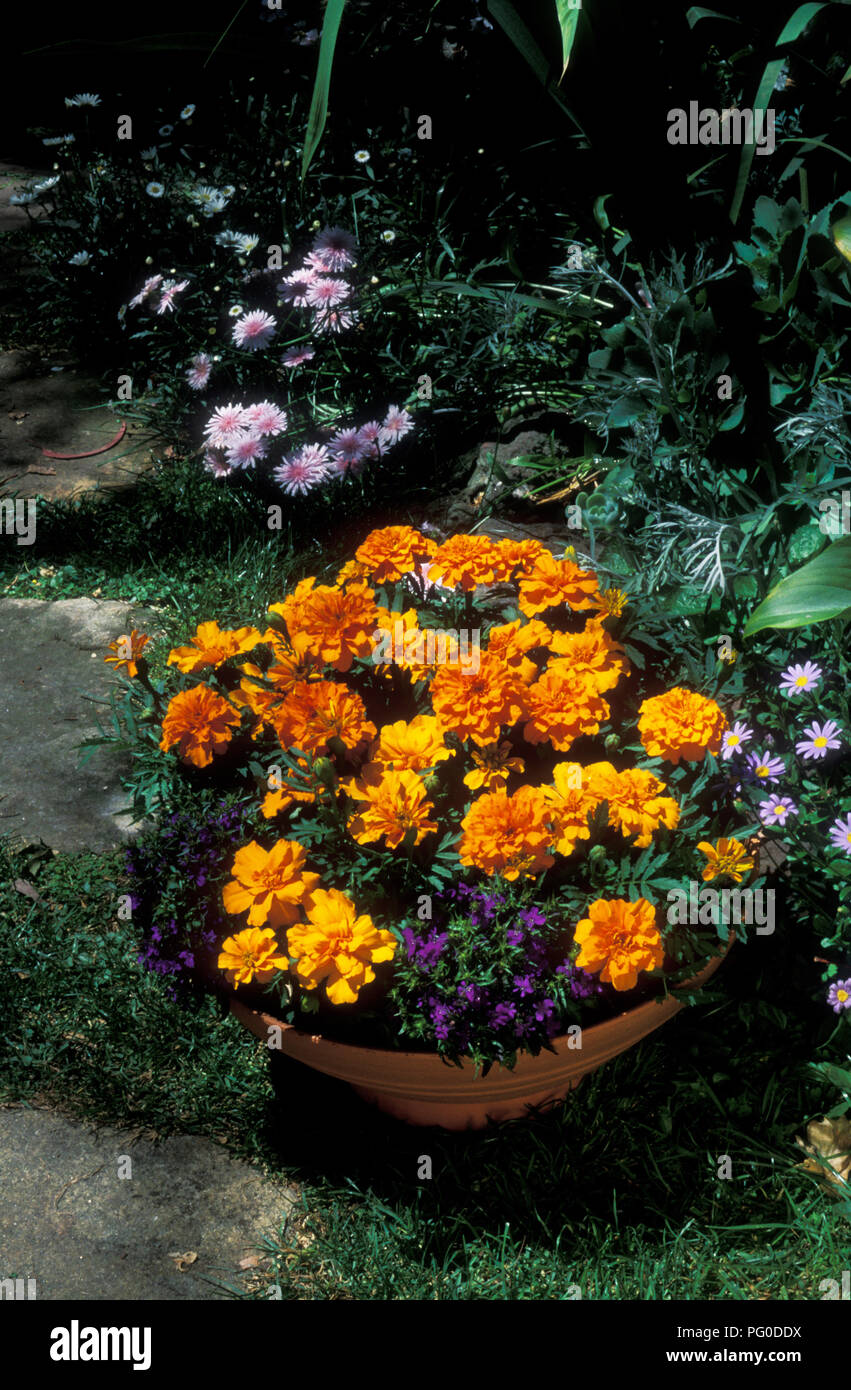 POT DE JARDIN EXTÉRIEUR EN PLASTIQUE ORANGE TAGETES PETULA (ŒILLETS) ET VIOLET LOBELIA ERINUS DANS UN JARDIN. Banque D'Images