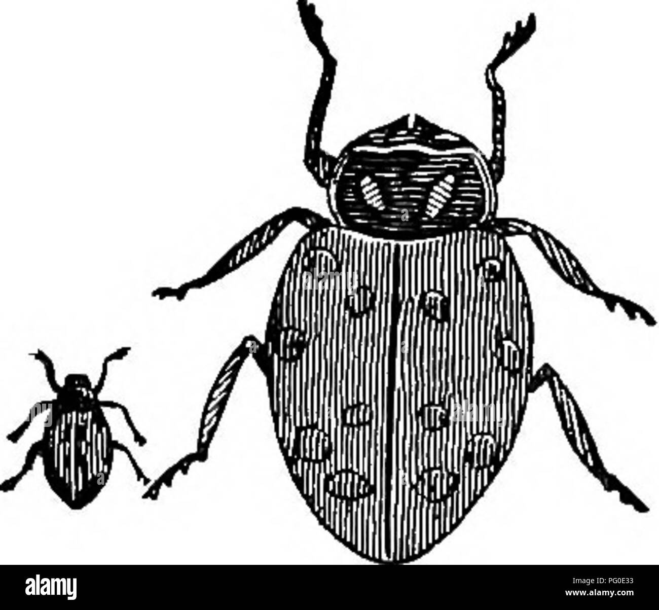 . Les insectes ravageurs et maladies des plantes : remèdes contenant des suggestions et recommandé pour adoption par les agriculteurs, producteurs de fruits, et les jardiniers de la province . Parasites, maladies fongiques des plantes ; les insectes nuisibles. Ambigm {Hippodamia LADYBIRD ambiguë). Il s'agit d'une Coccinelle rouge-sang, qui est très abondante. La larve est un des plus grands de la coccinelles, et rss sur aphides. Il s'attaque aussi à l'APHIS. Sa larve se nourrit en grande partie de cette l'APHIS.. Coccinelle convergente (ppodamia convtrgens'Hi). Ce coléoptère travaille à l'Aphis de destruction et les cochenilles, et il est très fréquent.. Veuillez noter que ces images Banque D'Images