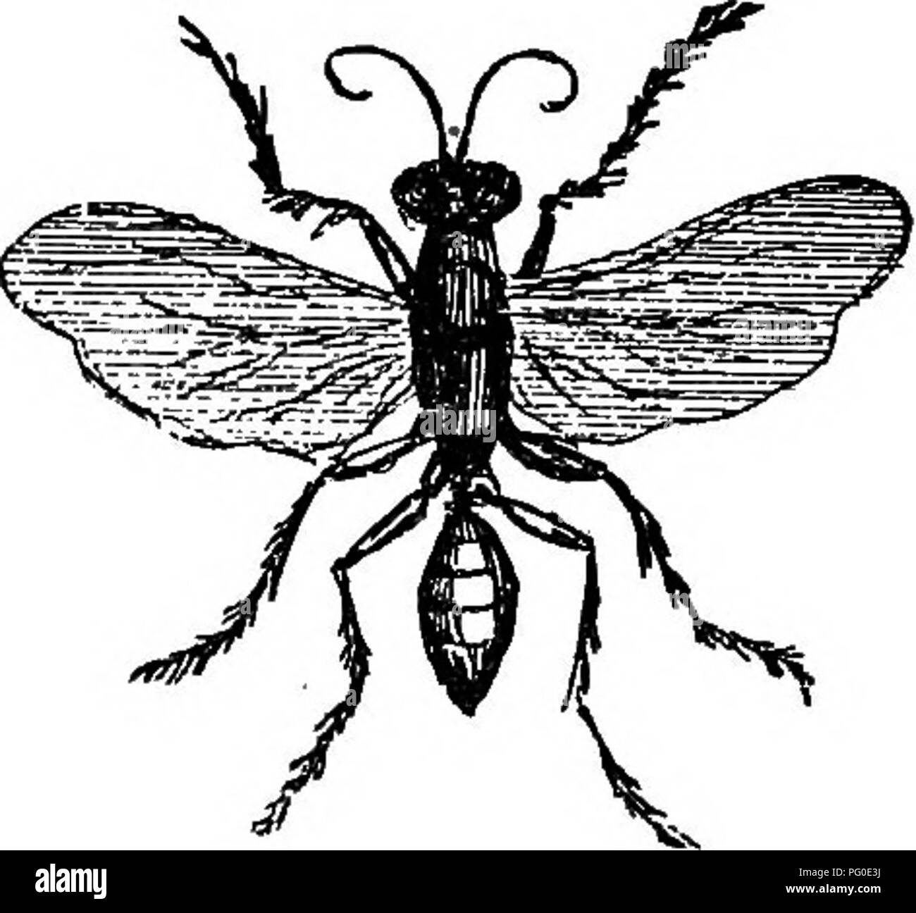 . Les insectes ravageurs et maladies des plantes : remèdes contenant des suggestions et recommandé pour adoption par les agriculteurs, producteurs de fruits, et les jardiniers de la province . Parasites, maladies fongiques des plantes ; les insectes nuisibles. Ennemis naturels.. Ver-Lion. Wasp de masse noir. Les sauterelles et les criquets {Acrididce) sont rapportés de Kamloops, Lytton, Ashcroft, Columbia Valley, Fort Steele, Nicola, Tobacco Plains, East Kootenay, les sauterelles. Louis Creek, Adams Valley, dans l'intérieur, et de Surrey Centre, Sardes, Agassiz et de l'île de Vancouver, dans le bas pays. Ces sauterelles, criquets, ou sont de plusieurs dif Banque D'Images . Les insectes ravageurs et maladies des plantes : remèdes contenant des suggestions et recommandé pour adoption par les agriculteurs, producteurs de fruits, et les jardiniers de la province . Parasites, maladies fongiques des plantes ; les insectes nuisibles. Ennemis naturels.. Ver-Lion. Wasp de masse noir. Les sauterelles et les criquets {Acrididce) sont rapportés de Kamloops, Lytton, Ashcroft, Columbia Valley, Fort Steele, Nicola, Tobacco Plains, East Kootenay, les sauterelles. Louis Creek, Adams Valley, dans l'intérieur, et de Surrey Centre, Sardes, Agassiz et de l'île de Vancouver, dans le bas pays. Ces sauterelles, criquets, ou sont de plusieurs dif Banque D'Images
