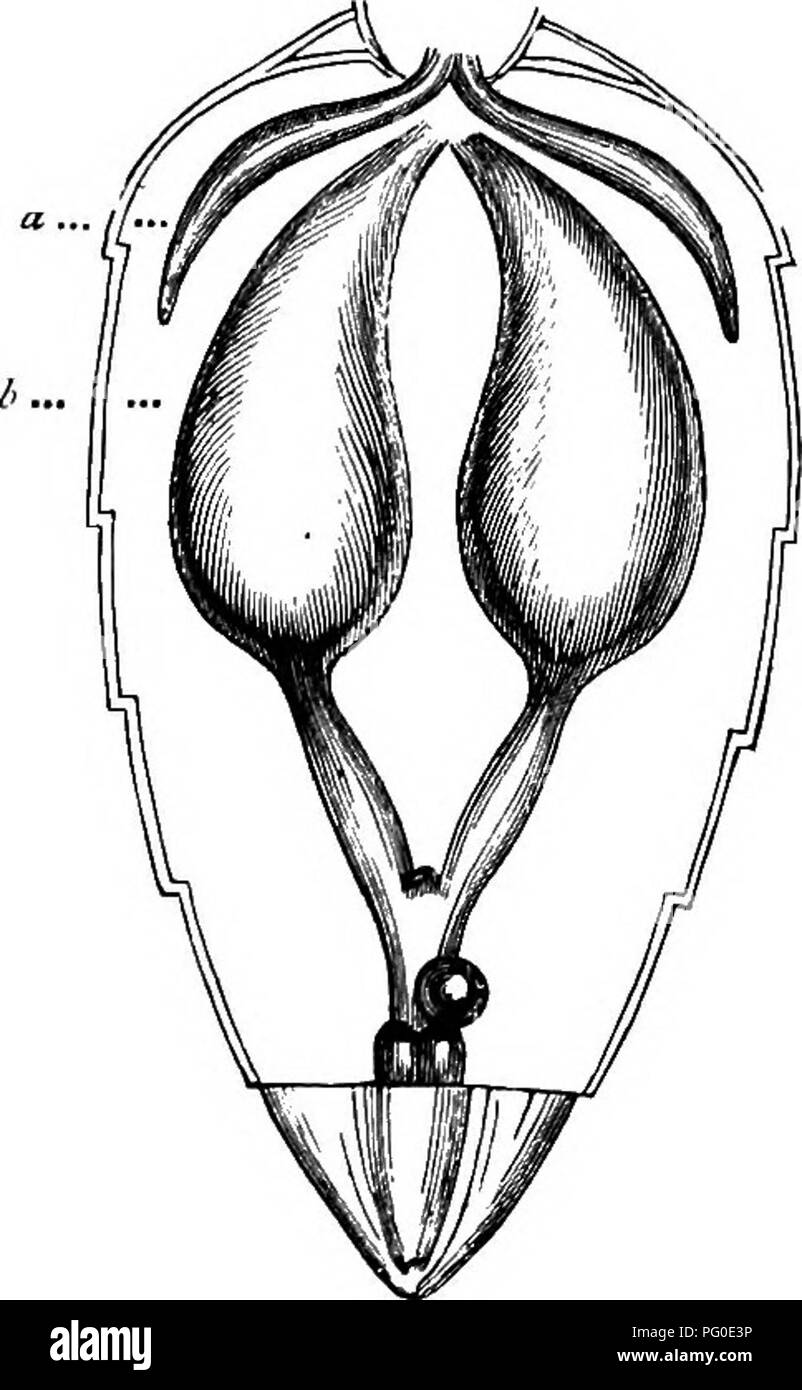 . Le Honey-bee ; sa nature, maisons et produits. Le miel des abeilles. iiS2170. qui sont les bobines d'un fil élastique, qui agissent comme le fil en spirale fréquemment utilisé pour l'ouverture et le renforcement de l'Inde-tubes en caoutchouc. Au moyen de cette structure l'air-pipes'[sont maintenues dans un état pour le libre passage de l'atmosphère, et si fermé par pression, la fibre élastique ouvre directement la pression est supprimé.. Fig. 34.-un, air-sac, 5, des ovaires, de la Reine. En ce qui concerne la circulation de la valeur nutritive du liquide dans le système, beaucoup d'obscurité l'emporte. Ce qui est connu est, que le long t Banque D'Images