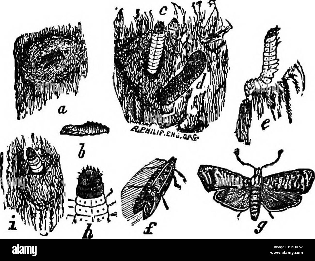 . Les insectes ravageurs et maladies des plantes : remèdes contenant des suggestions et recommandé pour adoption par les agriculteurs, producteurs de fruits, et les jardiniers de la province . Parasites, maladies fongiques des plantes ; les insectes nuisibles. (A), nid de larve à l'extérieur de l'arbre, en vertu de l'écorce ; (6), pupe ; (c), la larve exposée du nid ; (cZ), ancien nid ; (e), la larve à propos de construire nid ; (/), le papillon au repos ; ((]), papillon avec ailes déployées ; CODLIN MOTH. (H), chef de larve. {Oarpocapsa pomonella.) La ponction faite par l'espèce est représentée en (b), l'alésage de la larve en (a), le ver adulte en (e), le papillon avec des ailes fermer Banque D'Images