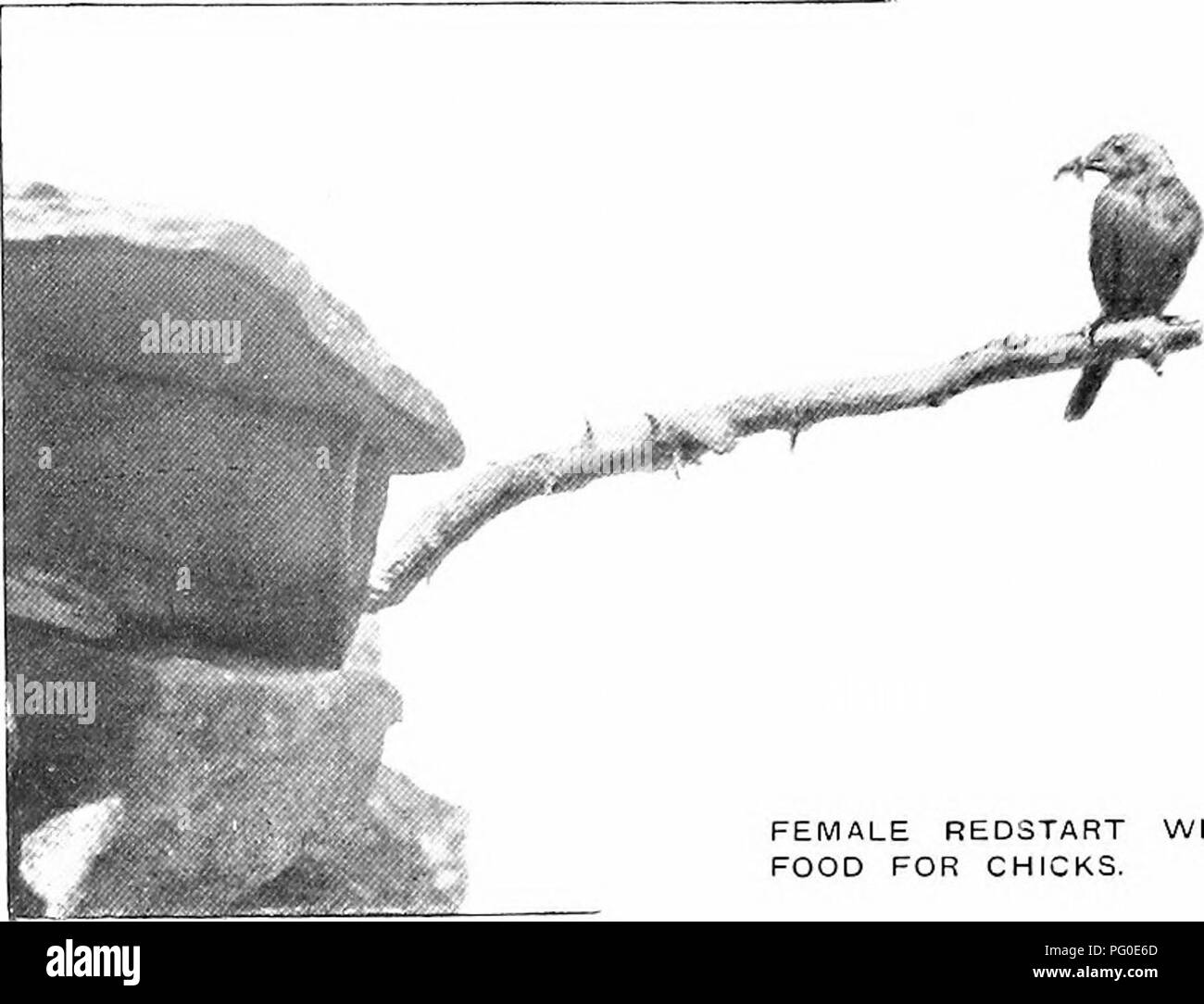 Ce travail traite de l'oiseau rouge, retrouvé en Angleterre et au pays de Galles. Le texte décrit ses habitudes de nidification et sa préférence pour les environnements ruraux avec de vieux arbres et des murs en pierre moussue. Banque D'Images