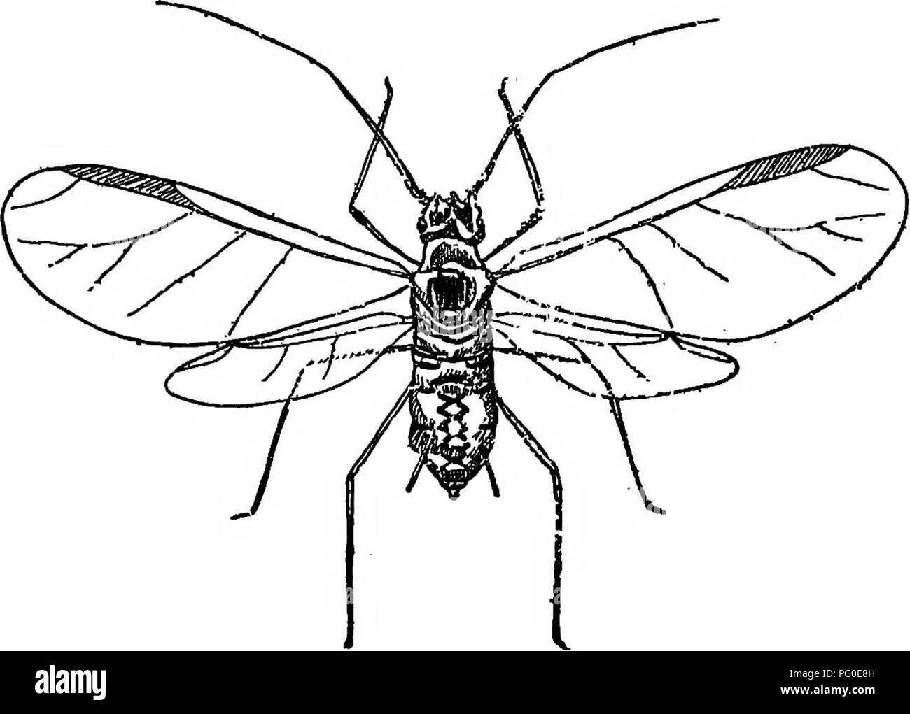 Ce guide propose des méthodes de lutte contre les insectes nuisibles et les maladies des plantes, en fournissant des remèdes pratiques et des conseils aux agriculteurs, aux fruitiers et aux jardiniers pour gérer ces défis agricoles. Banque D'Images