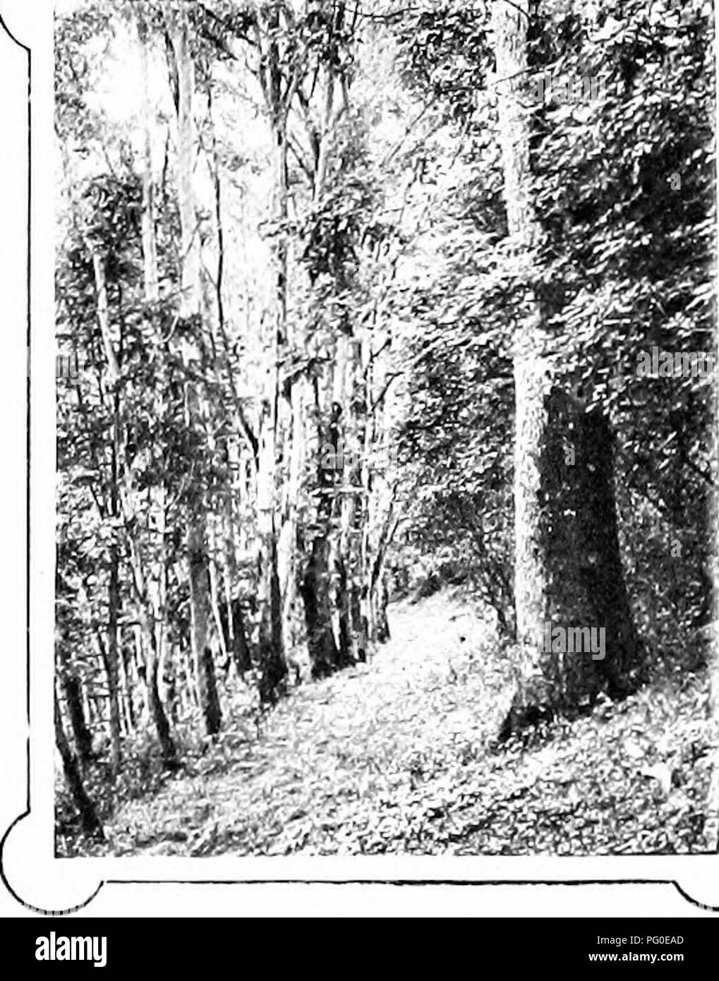 Natures Song Photos Natures Song Images Alamy