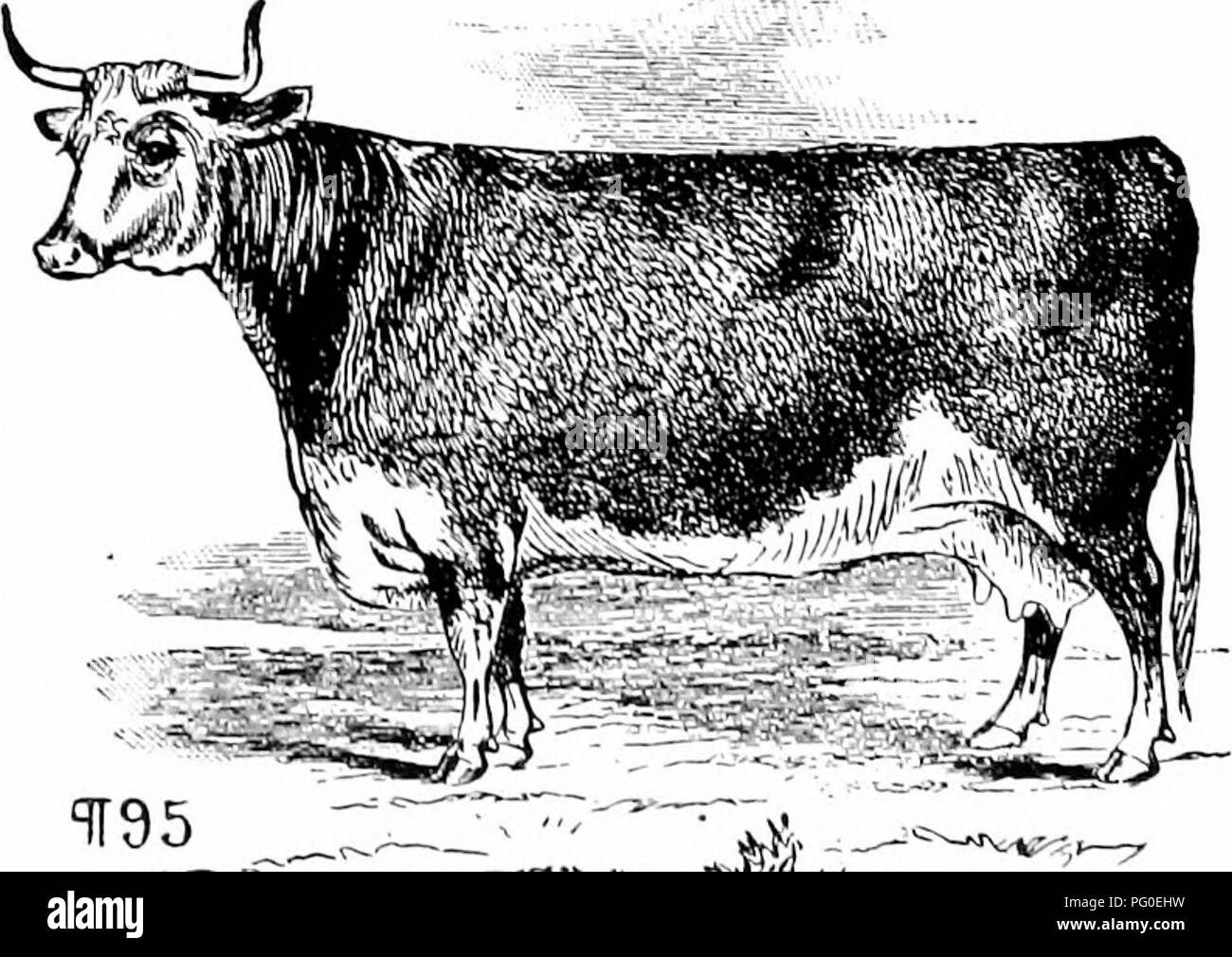 . Histoire de bovins Hereford : prouvé de façon concluante la plus ancienne d'espèces améliorées . Bovins Hereford. 140 HISTOIRE DE L'IlEREFOED bovins produites bv M. Turner, acheté par M. Hewer pour RTI. James Walker, et l'onFv raison 1 modifié son nom était 1 avait un nommé "spot" imjiortation tirst en mv. "1 vous donnera une vue sur l'élevage des moutons niv à une période. 1 pense que rien n'est un meilleur test pour pirotitable d'animaux que ceux qui obtiennent le plus grand poids de l'alimentation animale avec le moins de légumes. "Wm. Hy. 80THAM. -Fereh Lake Farm. Avril, 1841." nous donne maintenant une lettre de M. Win. Kin Banque D'Images