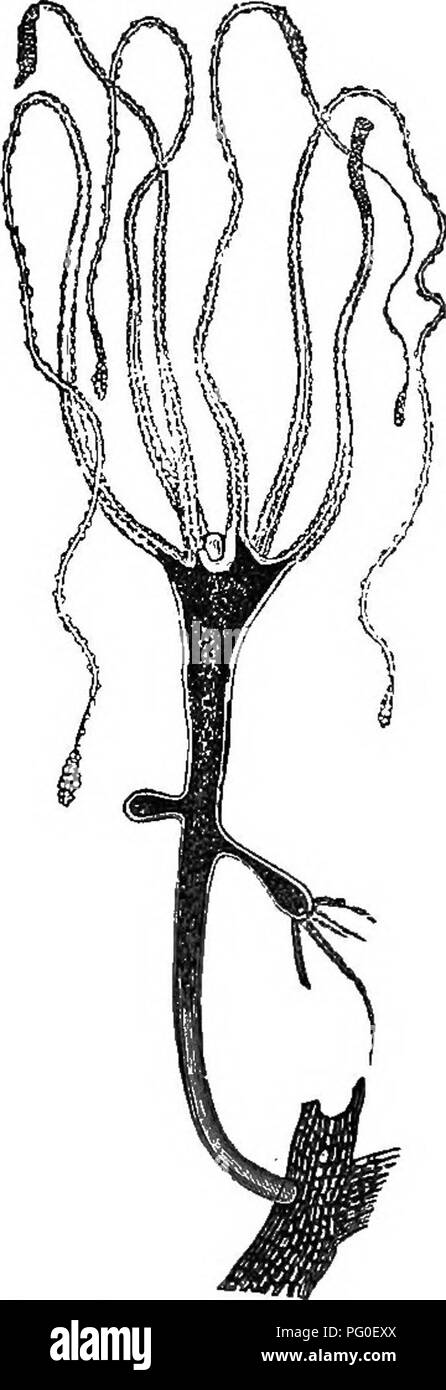 . Zoologie agricole. Zoologie. Zoologie 254. Presque tous les zoophytes vivent dans la mer, mais quelques uns en eau douce ; aucun n'est important à l'agriculture. Les éléments suivants font partie de ce sous-royaume : 1. L'hydroïde Zoophytes (Hydrozoaires), y compris les méduses. Veuillez noter que ces images sont extraites de la page numérisée des images qui peuvent avoir été retouchées numériquement pour plus de lisibilité - coloration et l'aspect de ces illustrations ne peut pas parfaitement ressembler à l'œuvre originale.. Bos, Jan Ritzema, 1850-1928 ; Ainsworth Davis, J. R. (Jacques Richard), 1861-1934. London, Chapman &AMP ; Hall, Ld. Banque D'Images