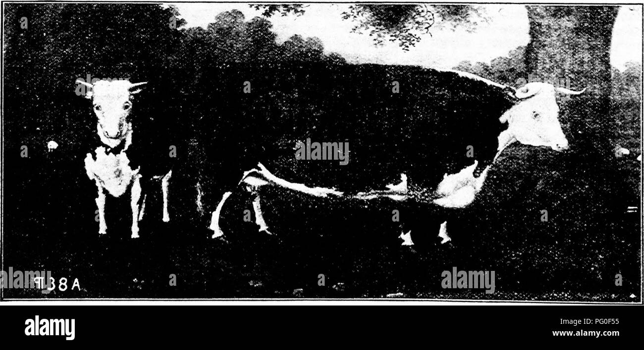 . Histoire de bovins Hereford : prouvé de façon concluante la plus ancienne d'espèces améliorées . Bovins Hereford.  :'O HEEEFOED TiiUy HISTOIRE DE BOVINS, Huntington, près de Hereford ; son poids est 247 (3 458 livres) de pierre, et il a porté les dis- tinctive niarlvs du rouge avec un visage blanc, à l'exception de la bande blanche qui maintenant ex- tend le long du dos, et un peu plus de la shoul- ders, étant montré m la photo jusqu'à l'os de la hanche, et il diffère également du marquage moderne par la partie inférieure des jambes étant rouge au lieu de blanc. Nous pouvons ajouter que -le dessin dans Garrard's book élimine tout doute au t Banque D'Images