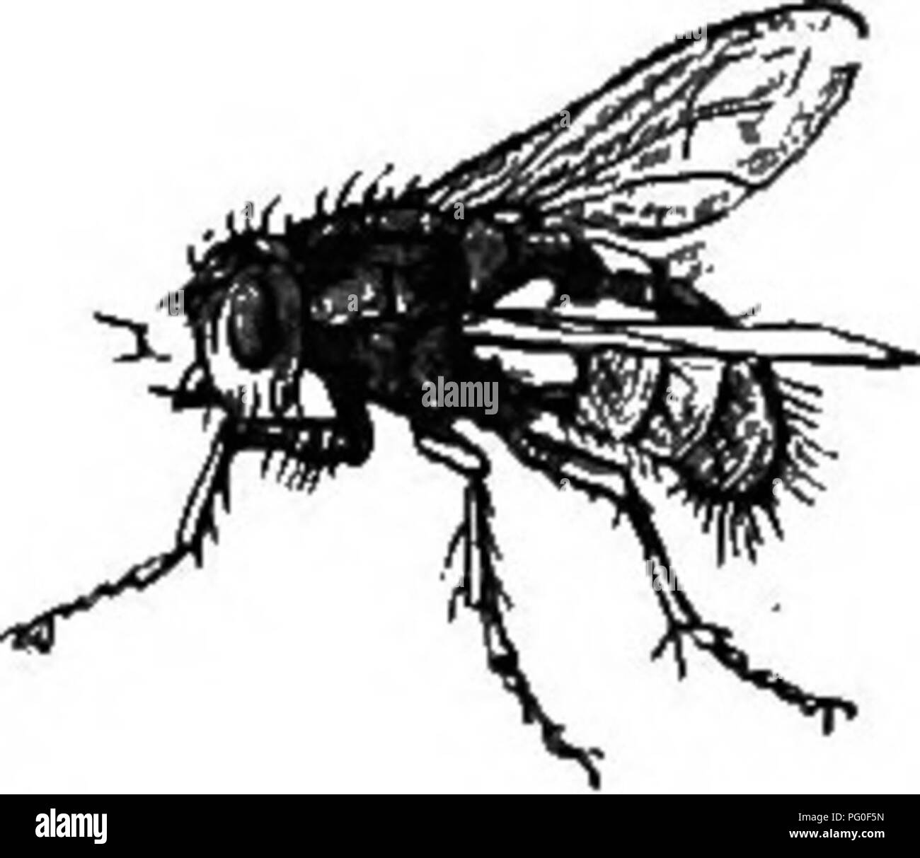 . Zoologie agricole. Zoologie. Les INSECTES. 175 Famille : MuscidaB {mouches). Ce sont des mouches avec trois antennes de transmission, con- structed sur le type vu dans la maison commune à voler. Ici sont inclus les mouches Caterpillar {Tachina), la chair vole {Sarcophaga), les mouches (Musca) commun, Fleur Mouches (Anthomyia), les mouches aux yeux verts {Chlorops), etc. La chenille Mouches (Tachina) sont noirs, gris ou jaune rougeâtre mouches, rappelant à l'un de par leur apparence de la maison commune ou voler la bouteille bleue. Ils jouent le même rôle dans l'économie de la nature comme le sable de guêpes (p. 129), mais toujours pondre leurs oeufs exte Banque D'Images