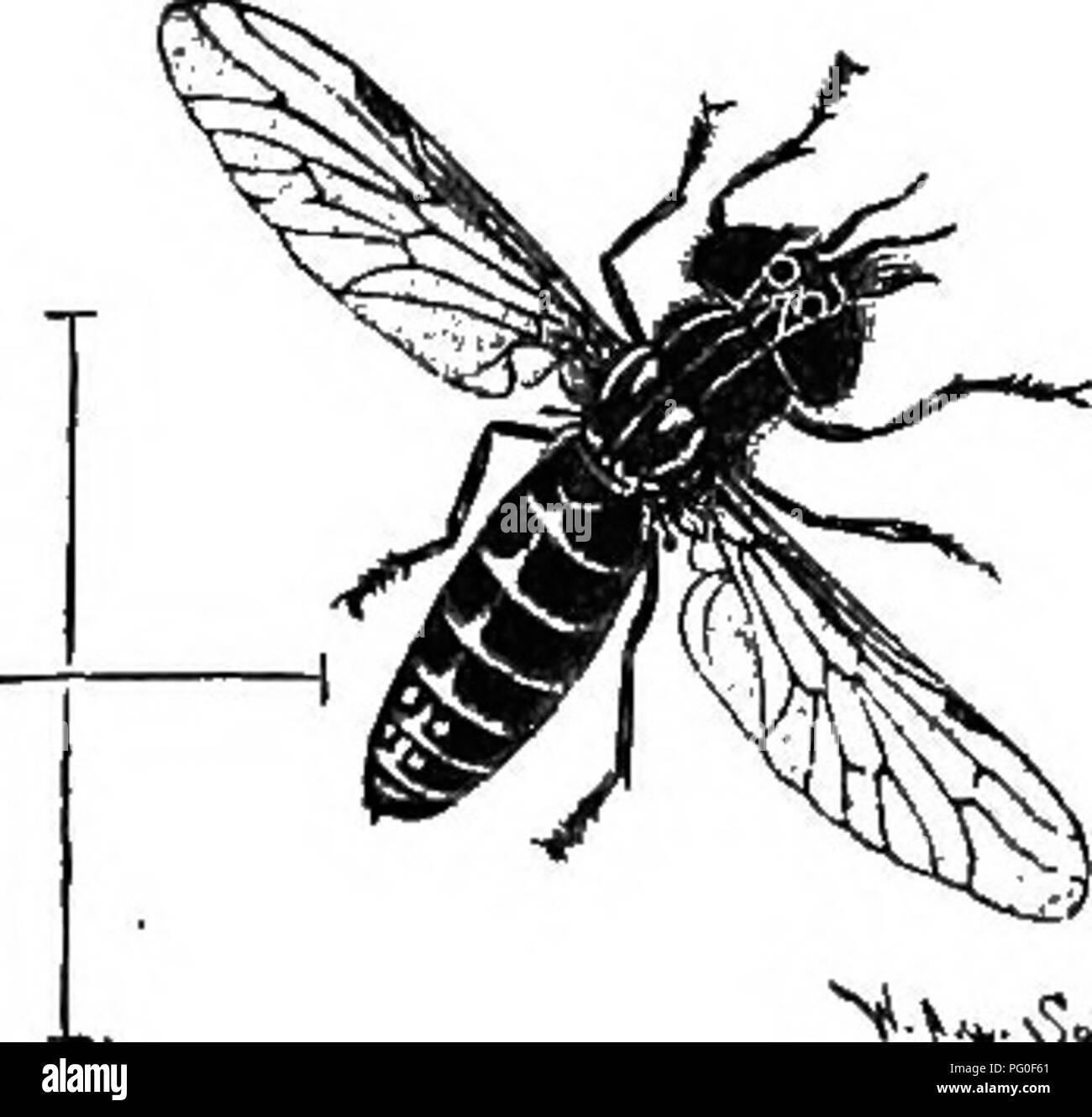 Ce texte de zoologie agricole décrit l'impact des mouches des sables sur le bétail, en particulier les bovins et les chevaux, et discute des symptômes et des remèdes contre l'infestation. Il couvre également la biologie et le comportement de diverses espèces de mouches comme SIMULIA reptans. Banque D'Images