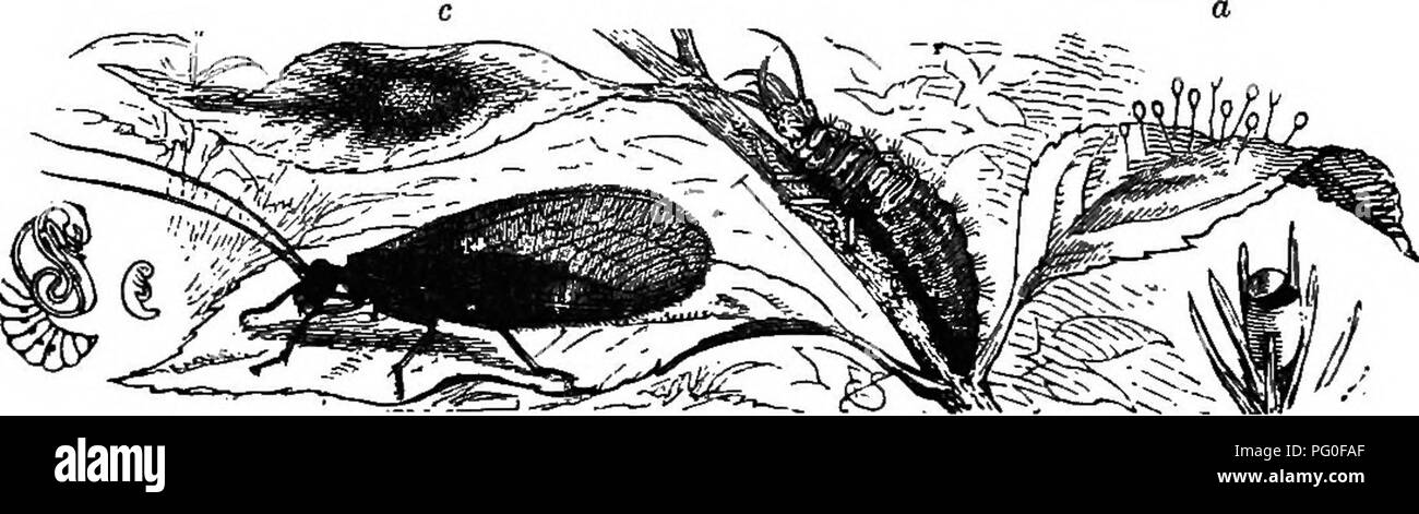 . Zoologie agricole. Zoologie. Zoologie 122. Le dragon vole (Libellulidoe) voler sur provinces- santly d'un endroit à l'autre sur les journées chaudes et lumineuses, et prendre un grand nombre d'insectes, surtout de papillons et de mouches, parmi lesquels de nombreux qui sont nuisibles. Les larves vivent dans l'eau, et se nourrissent d'insectes et de petits cerfs, qui, cependant, n'ont pas d'importance à la foresterie ou l'agriculture. Ils dévorent aussi de frayer, poisson, et peut donc être préjudiciable de cette façon. Les mouches de la dentelle (Hemerohidce) quand au repos sont couverts qu'avec un toit par leurs ailes avant et arrière, qui sont presque semblables, claire comme du verre, et Banque D'Images