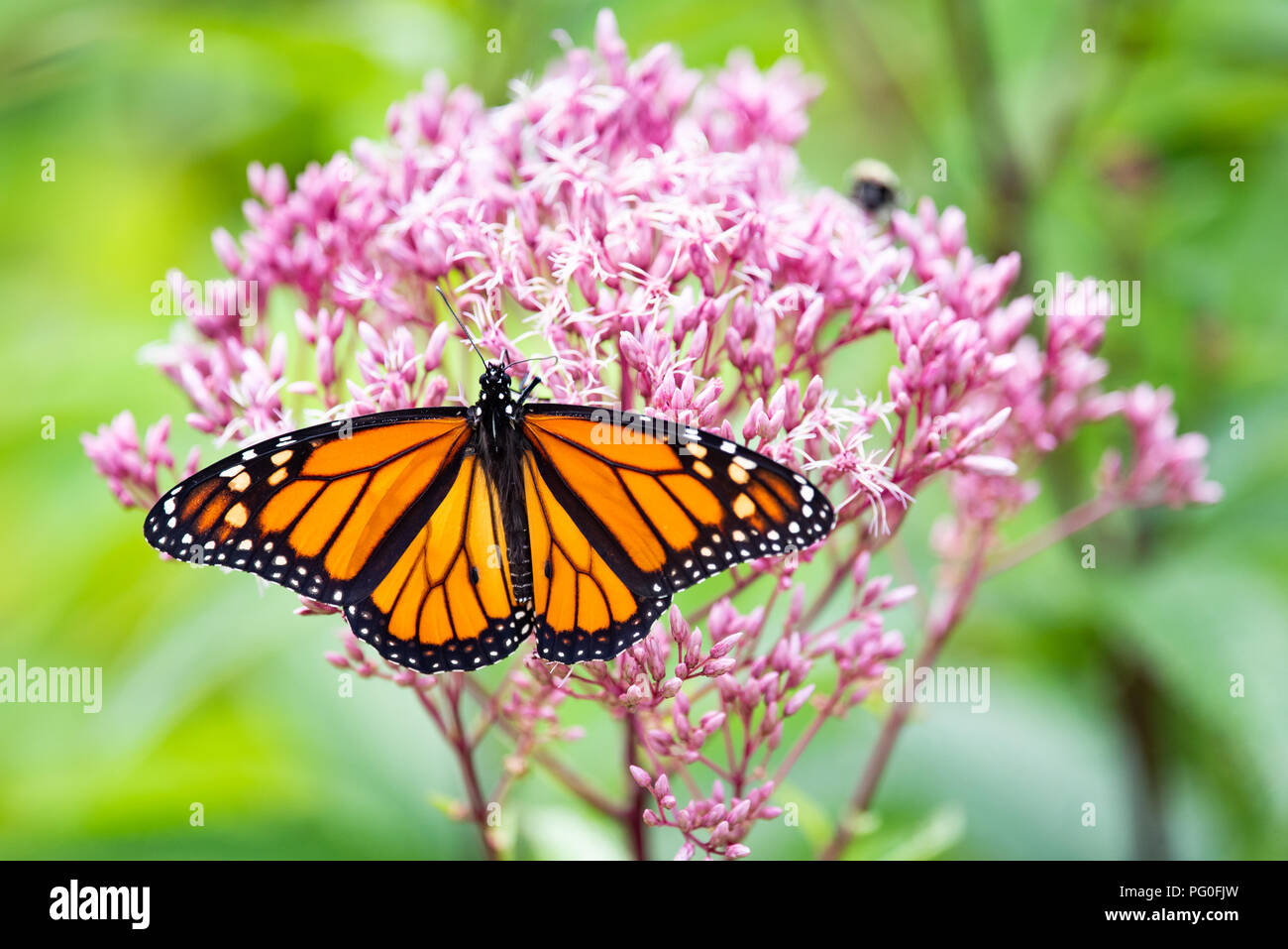Colorful le monarque (Danaus plexippus) se nourrissant de Joe Pye rose fleurs du jardin en spéculateur, New York, NY USA Banque D'Images